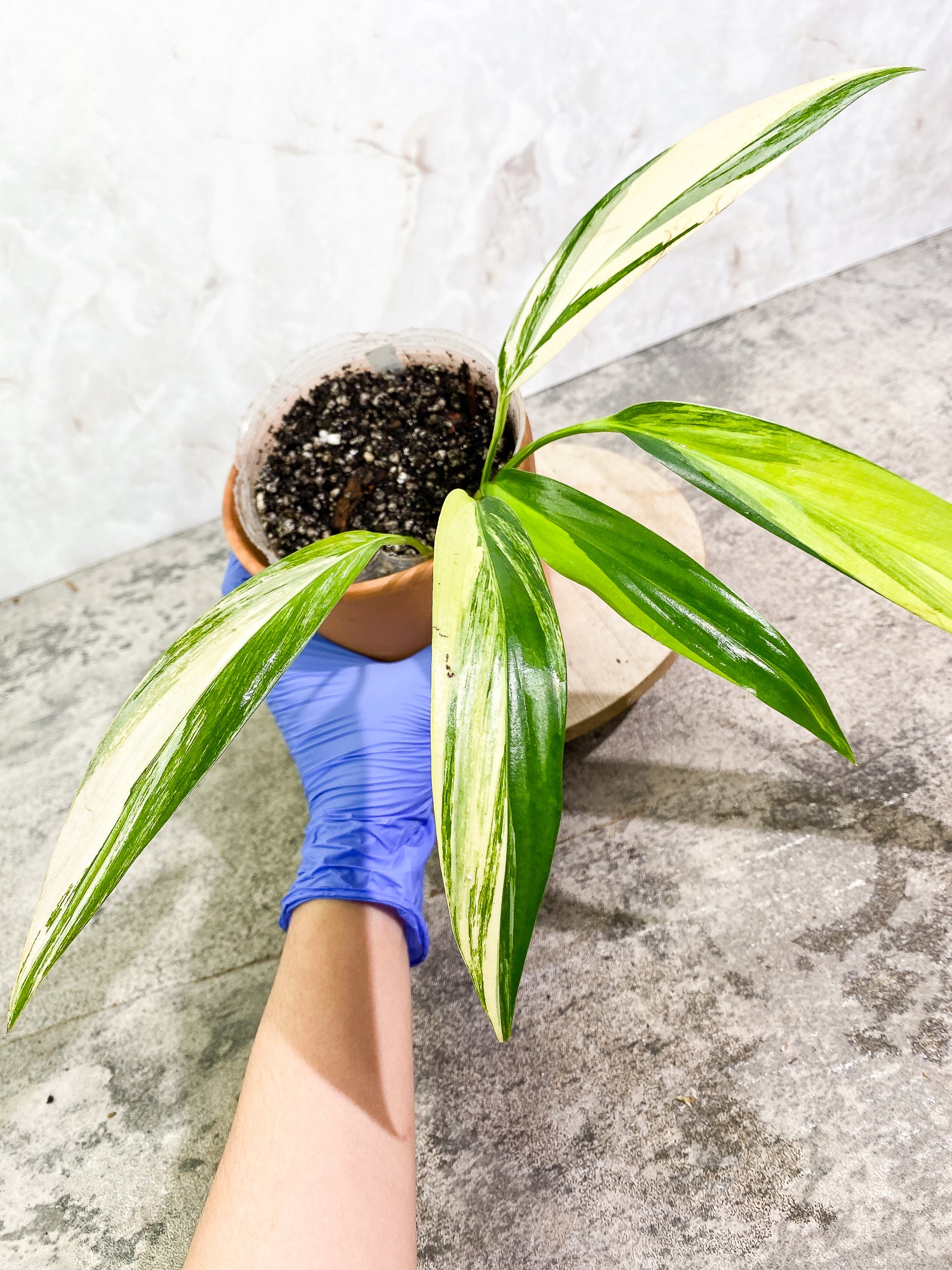 Epipremnum Amplissimum Variegated 5 leaves slightly rooted