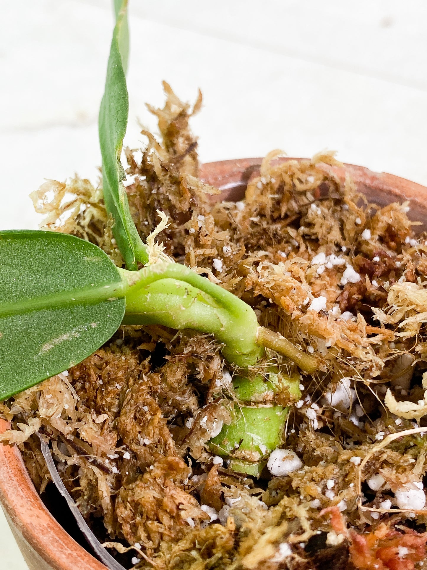Anthurium pallidiflorum 5 leaves Slightly Rooted