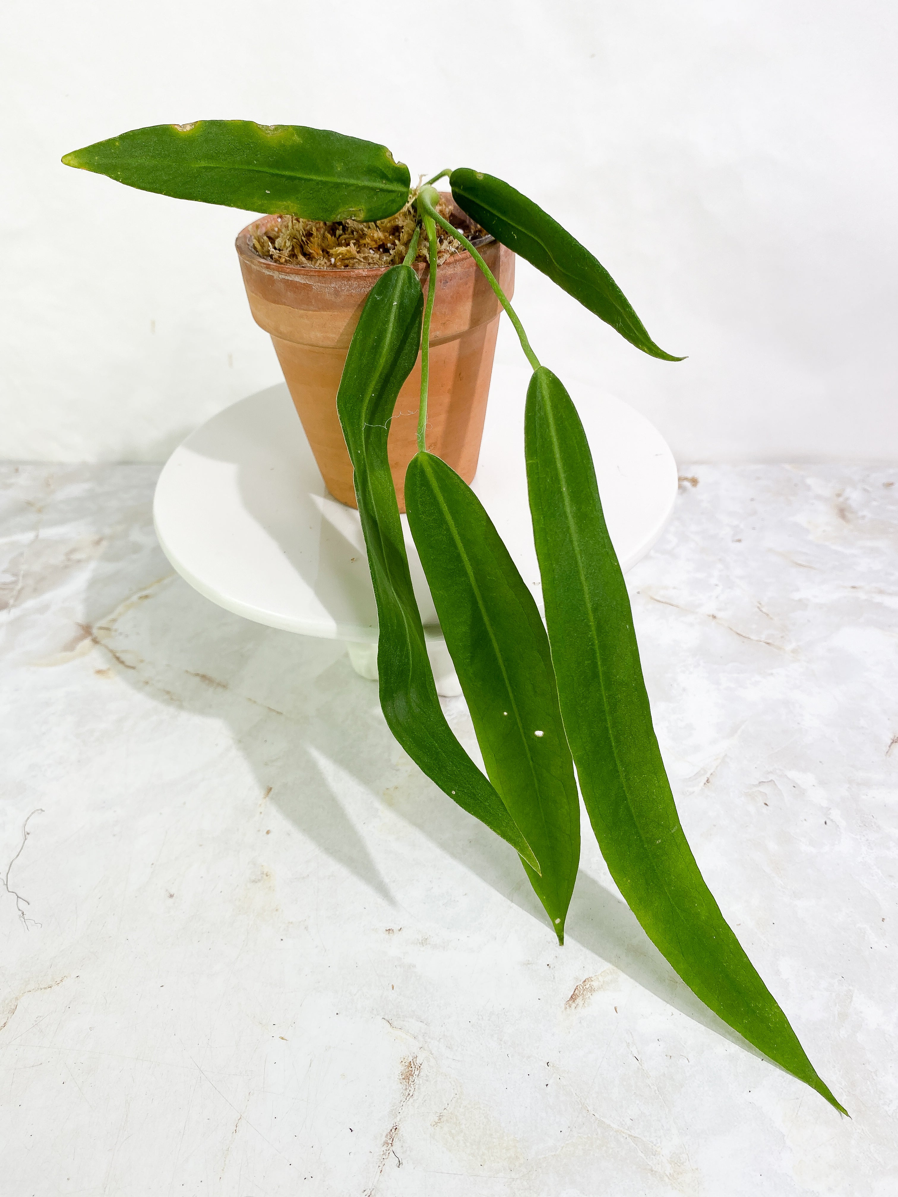 Rare Anthurium newest Pallidiflorum