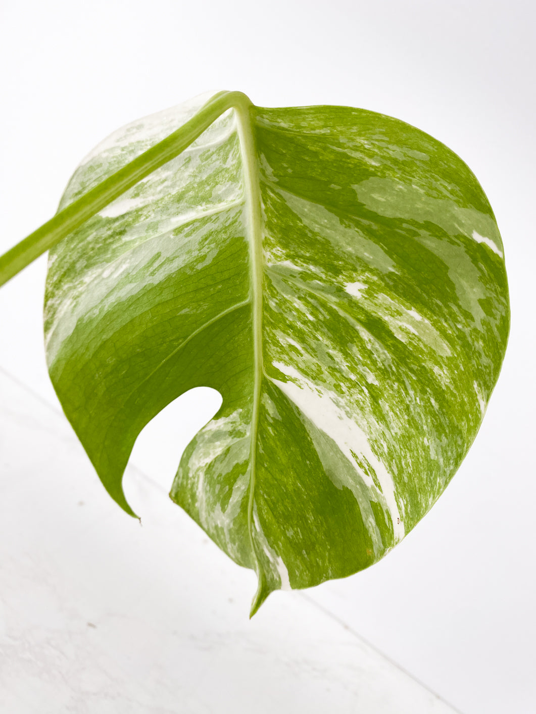 Monstera albo variegata 1 leaf Slightly Rooted