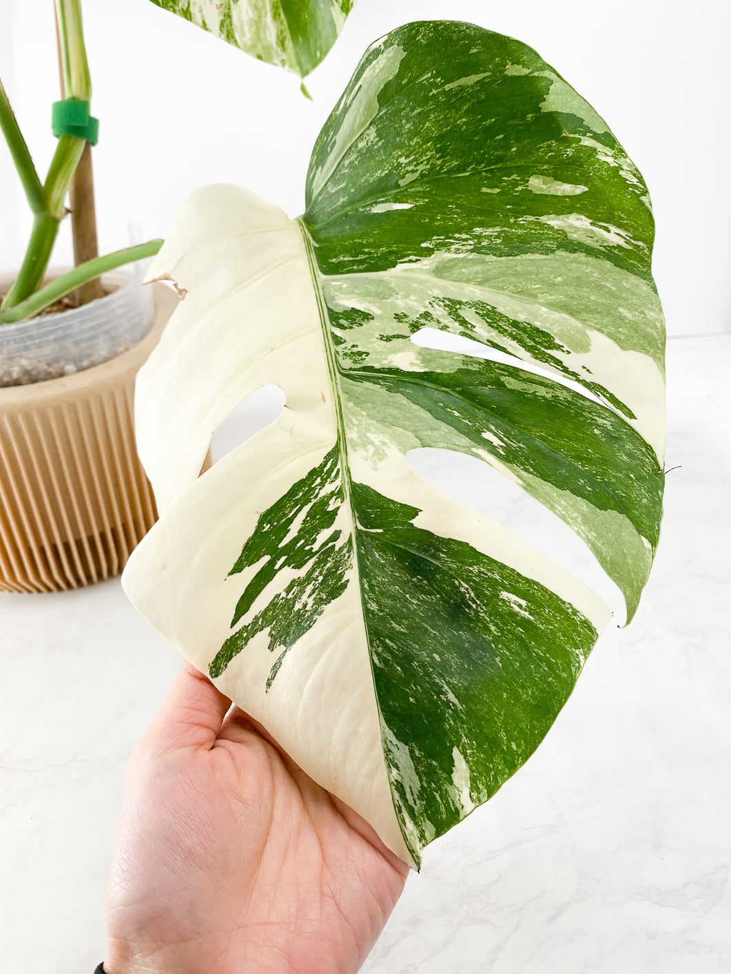 Monstera White Tiger Slightly Rooted 4 leaves