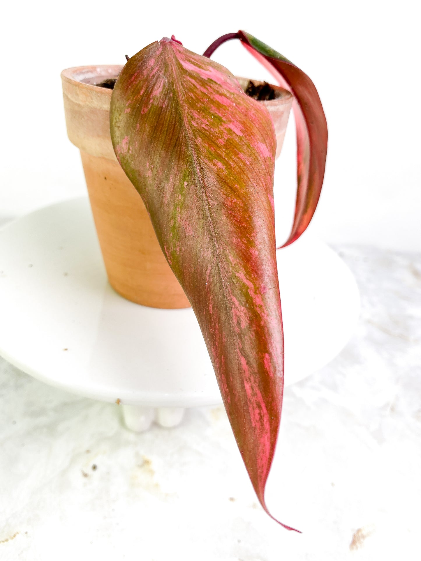 Philodendron Strawberry Shake  Rooted 2 leaves Highly Variegated