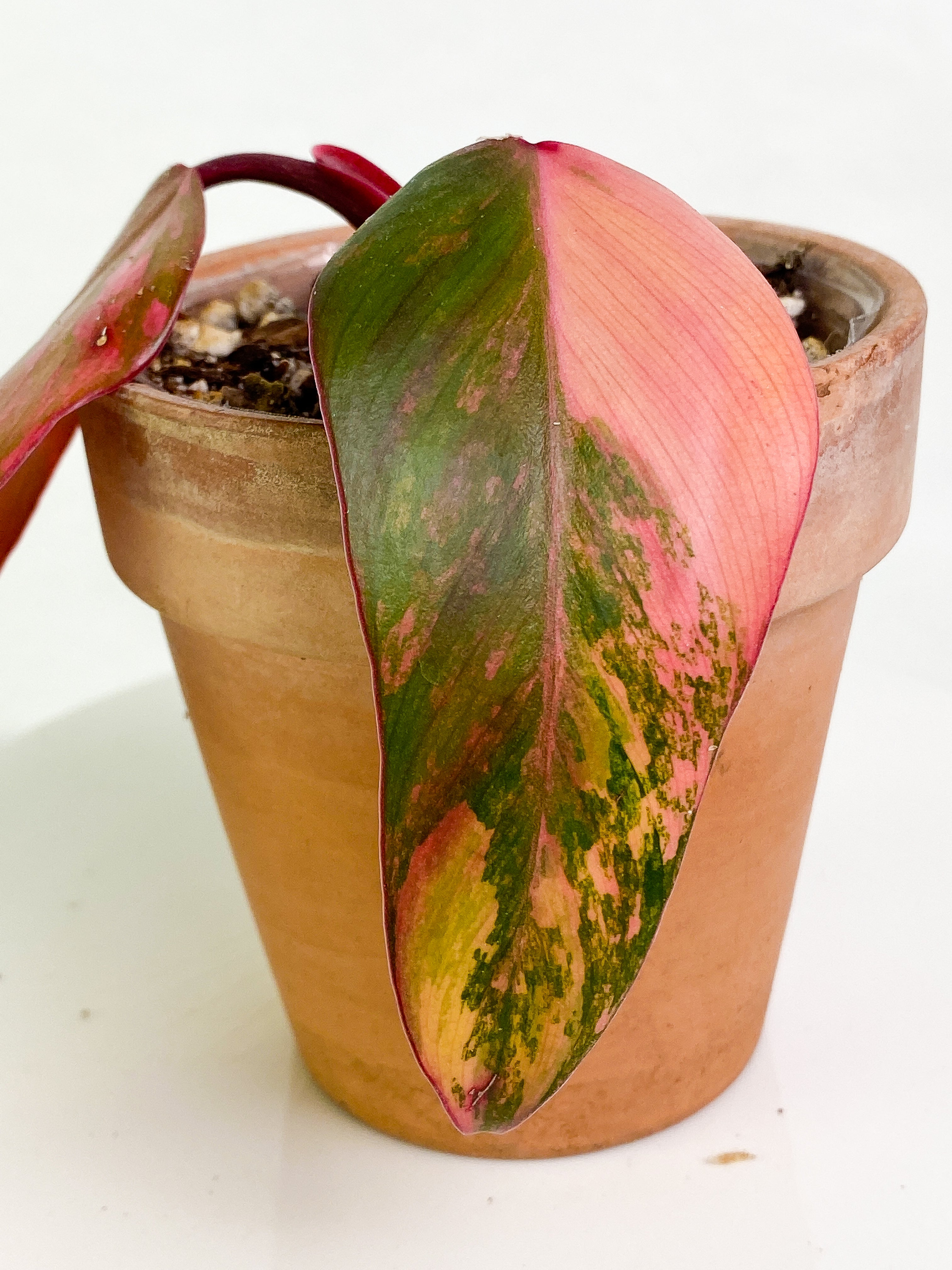 Philodendron Strawberry Shake  Rooted 2 leaves Highly Variegated