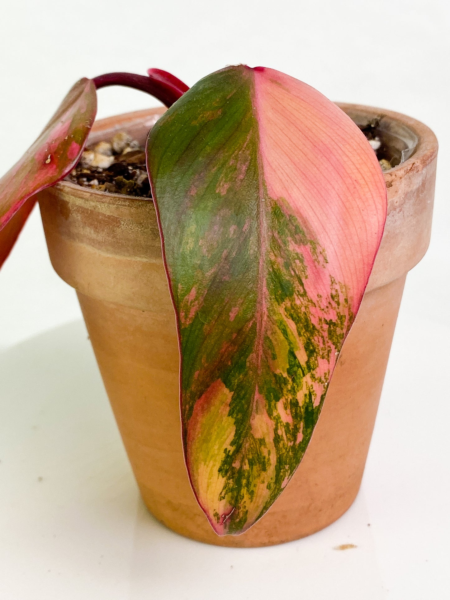 Philodendron Strawberry Shake  Rooted 2 leaves Highly Variegated