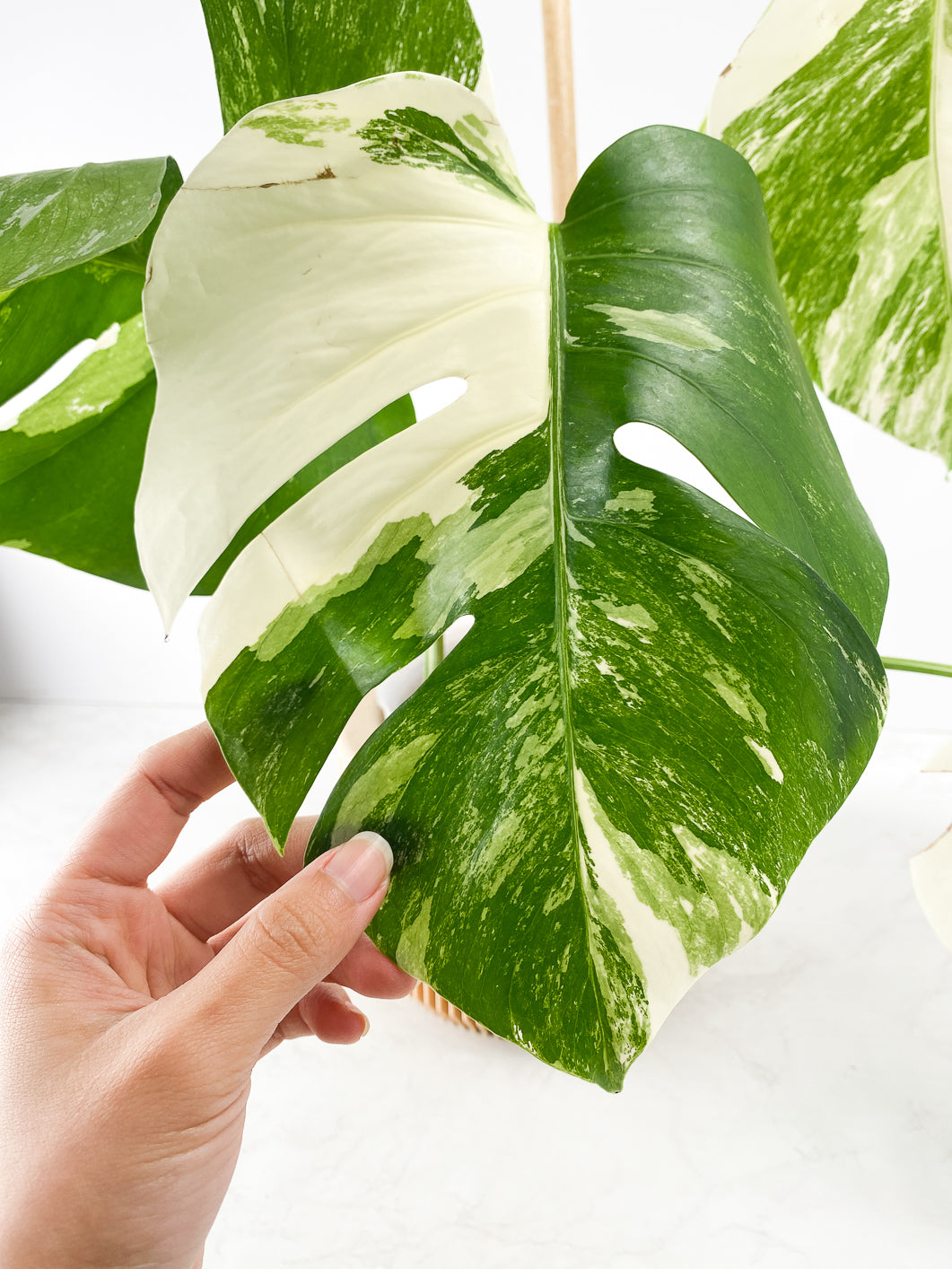 Monstera White Tiger Slightly Rooted 4 leaves
