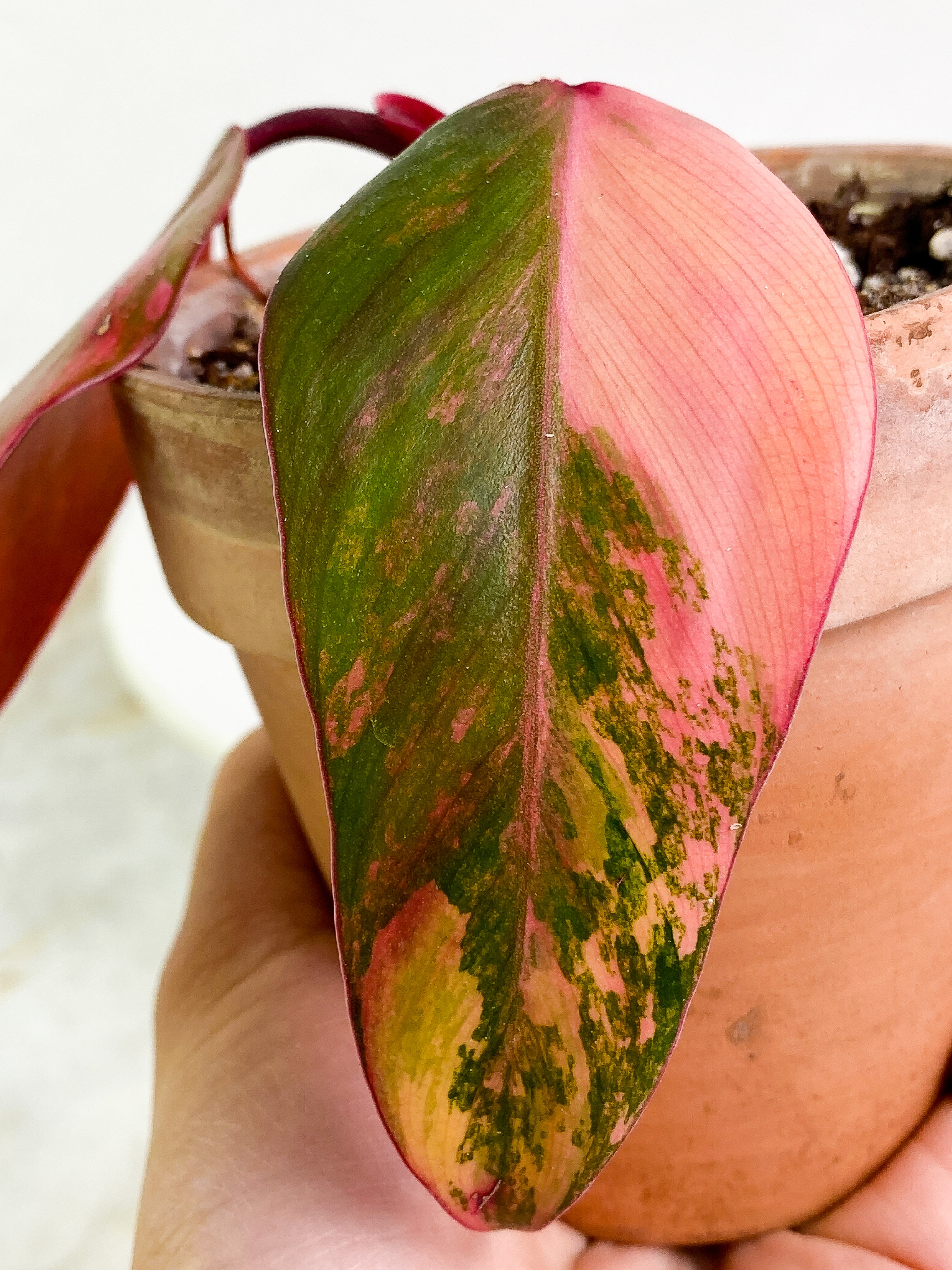 Philodendron Strawberry Shake  Rooted 2 leaves Highly Variegated