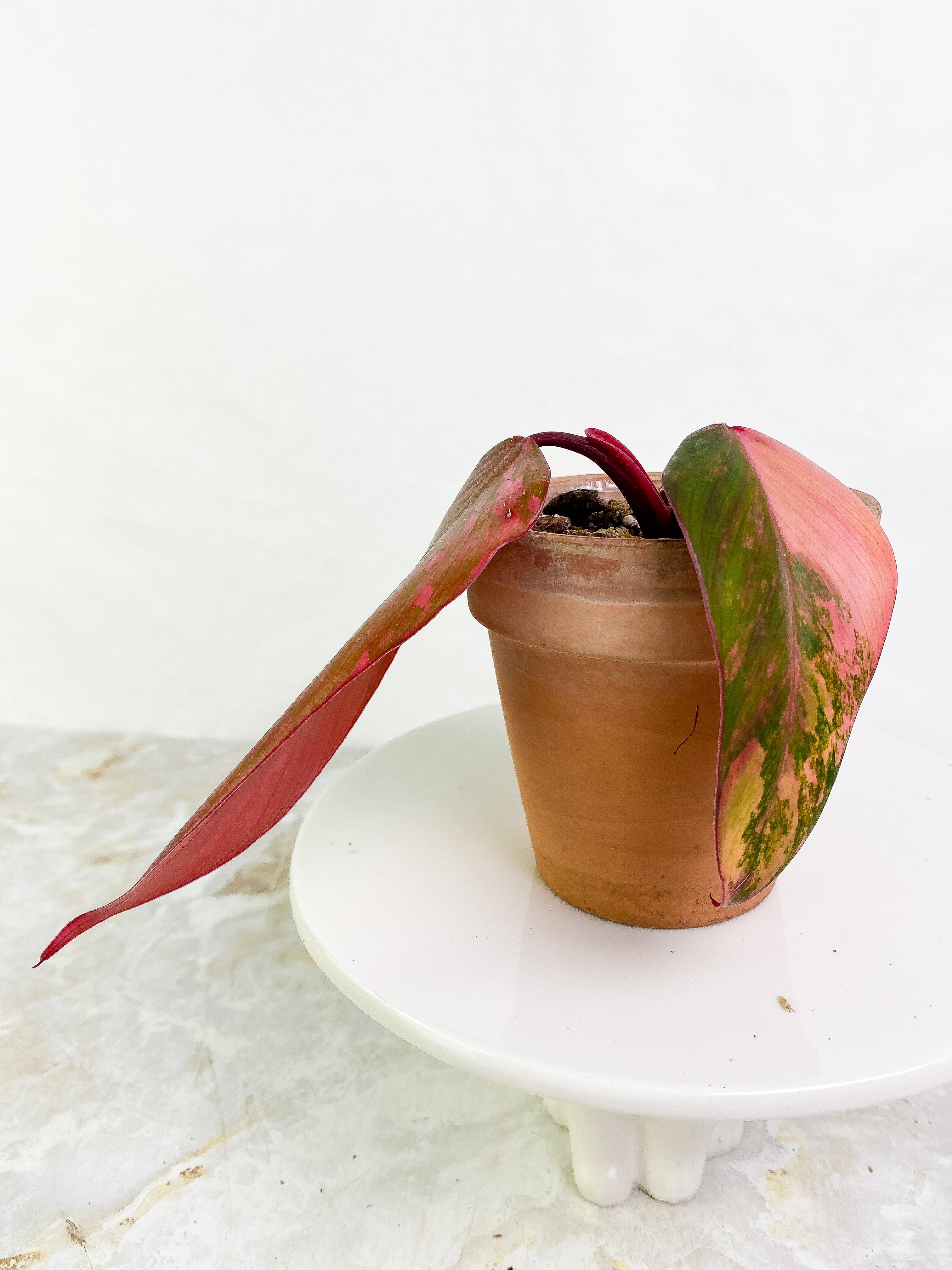 Philodendron Strawberry Shake  Rooted 2 leaves Highly Variegated