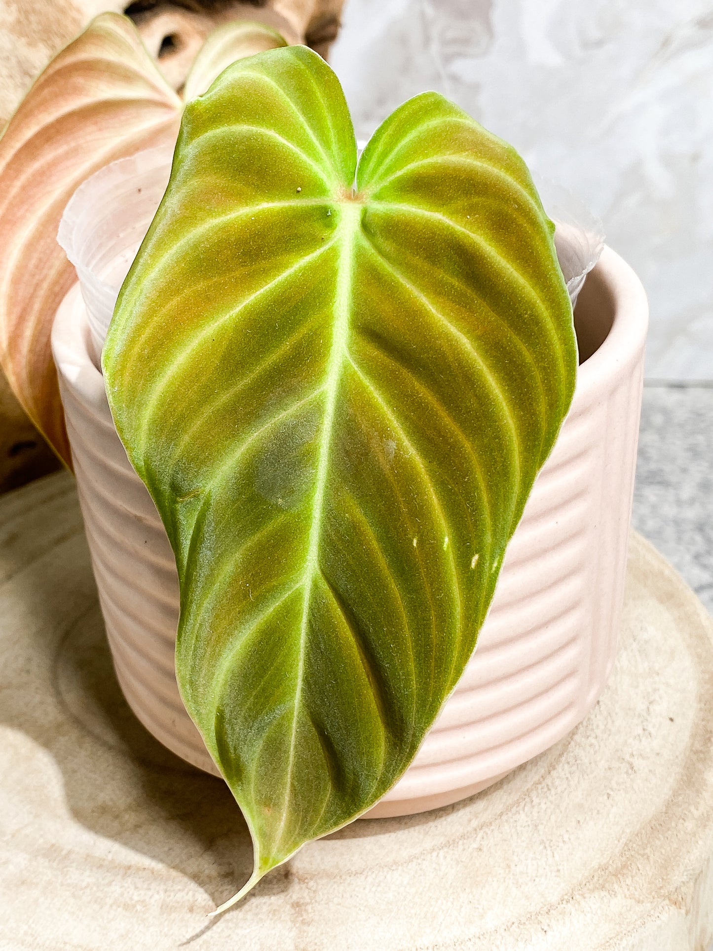 Philodendron splendid 2 leaves 1 sprout Slightly Rooted Top Cutting