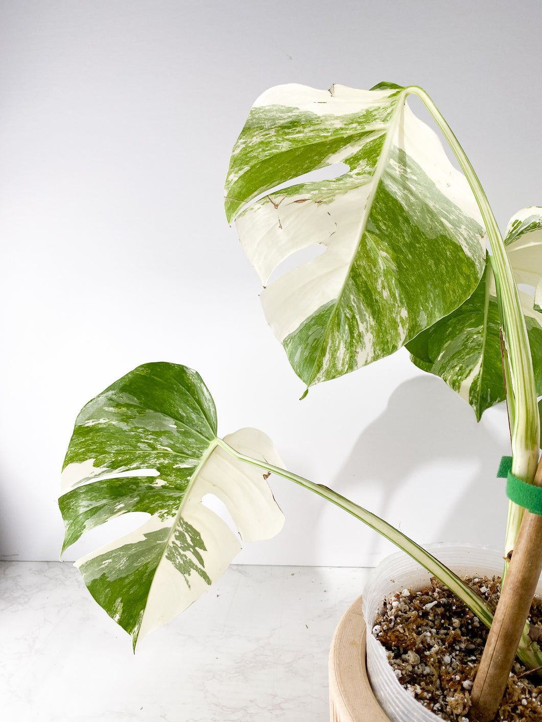 Monstera White Tiger Slightly Rooted 4 leaves