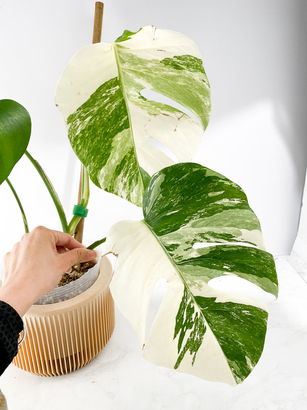 Monstera White Tiger Slightly Rooted 4 leaves