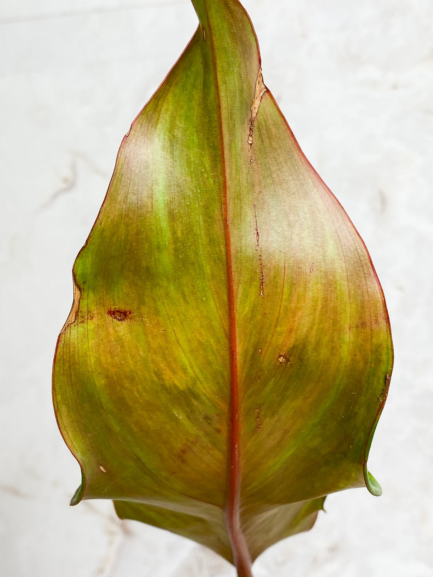 Philodendron  orange marmalade rooting 1 leaf