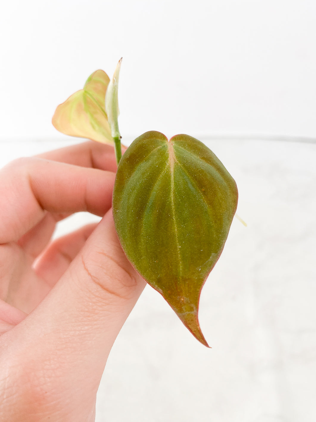 Philodendron Micans Variegate 2 leaf Top Cutting