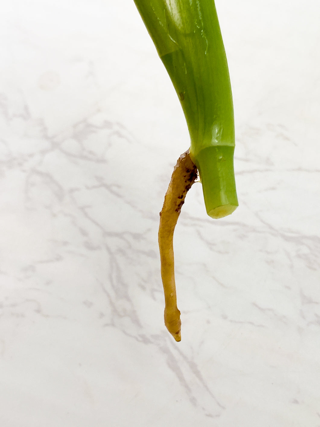 Monstera Adansonii Aurea 2 leaves Rooting Top Cutting