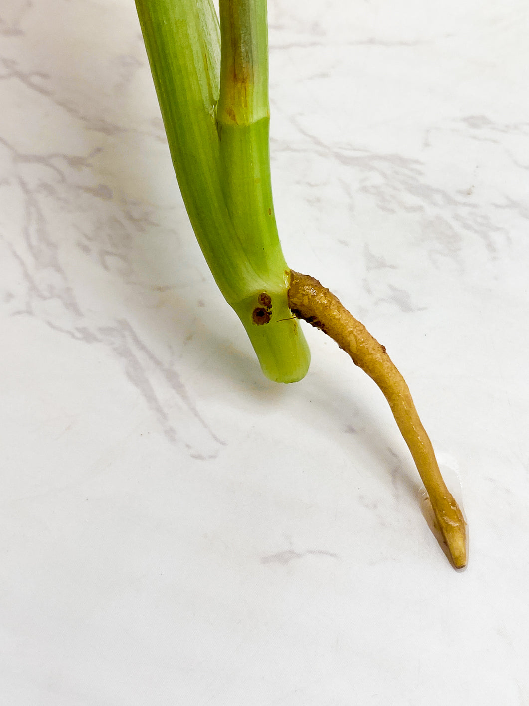 Monstera Adansonii Aurea 2 leaves Rooting Top Cutting