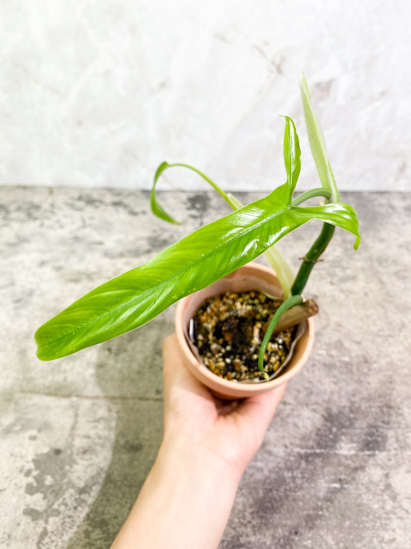 Philodendron holtonianum 2 leaves fully rooted