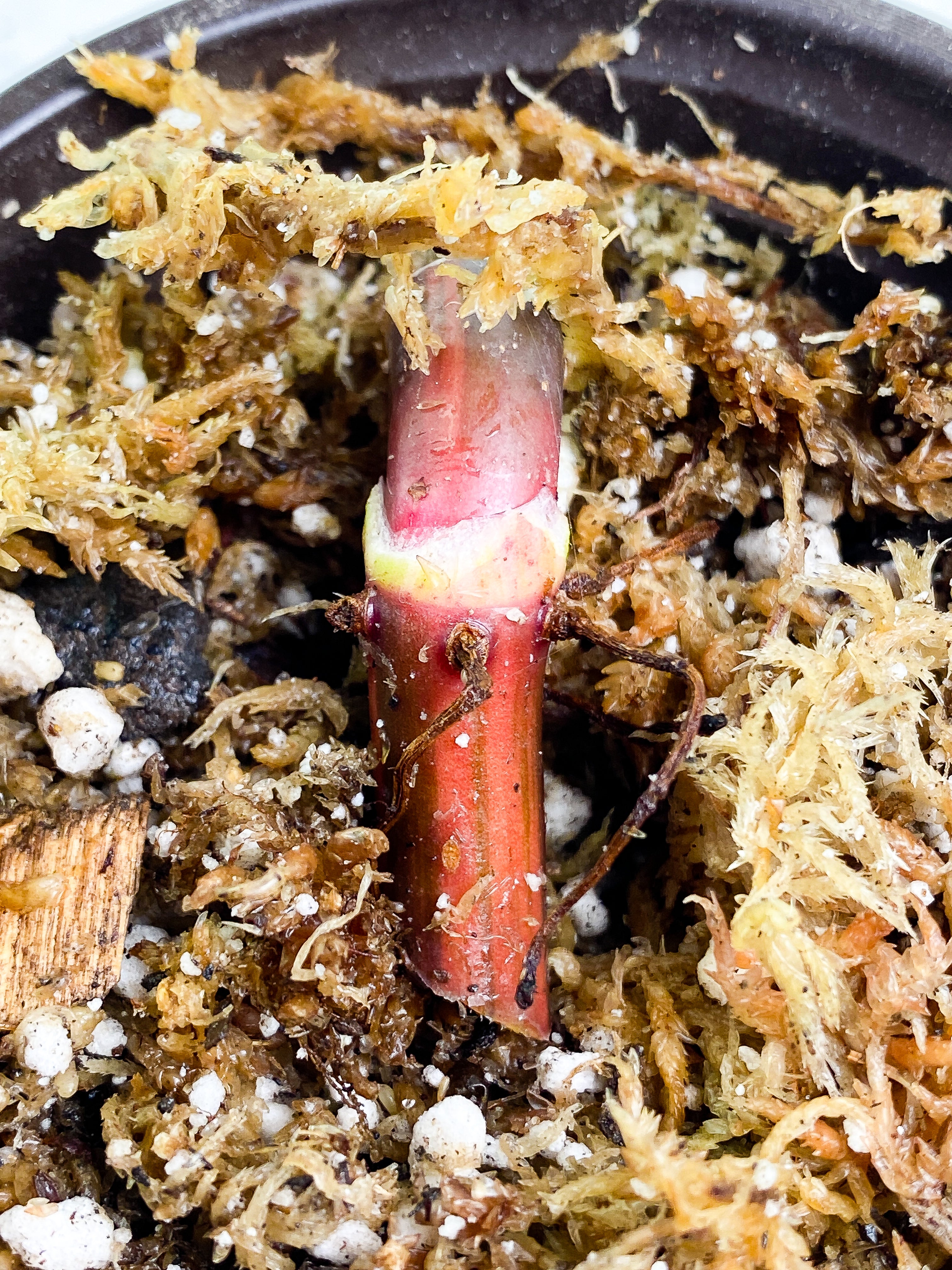 Philodendron Strawberry Shake Rooted node