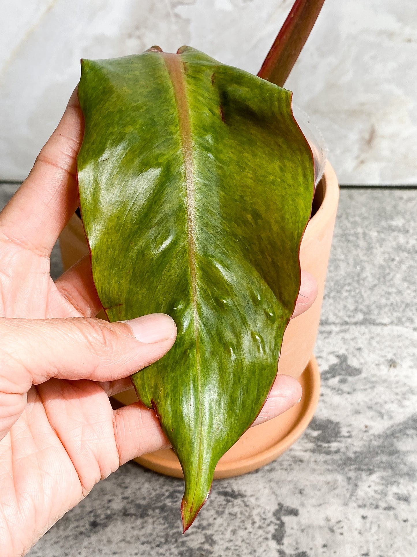 Philodendron Orange Marmalade 2 leaves (9.5" long) Rooted in soil Top Cutting