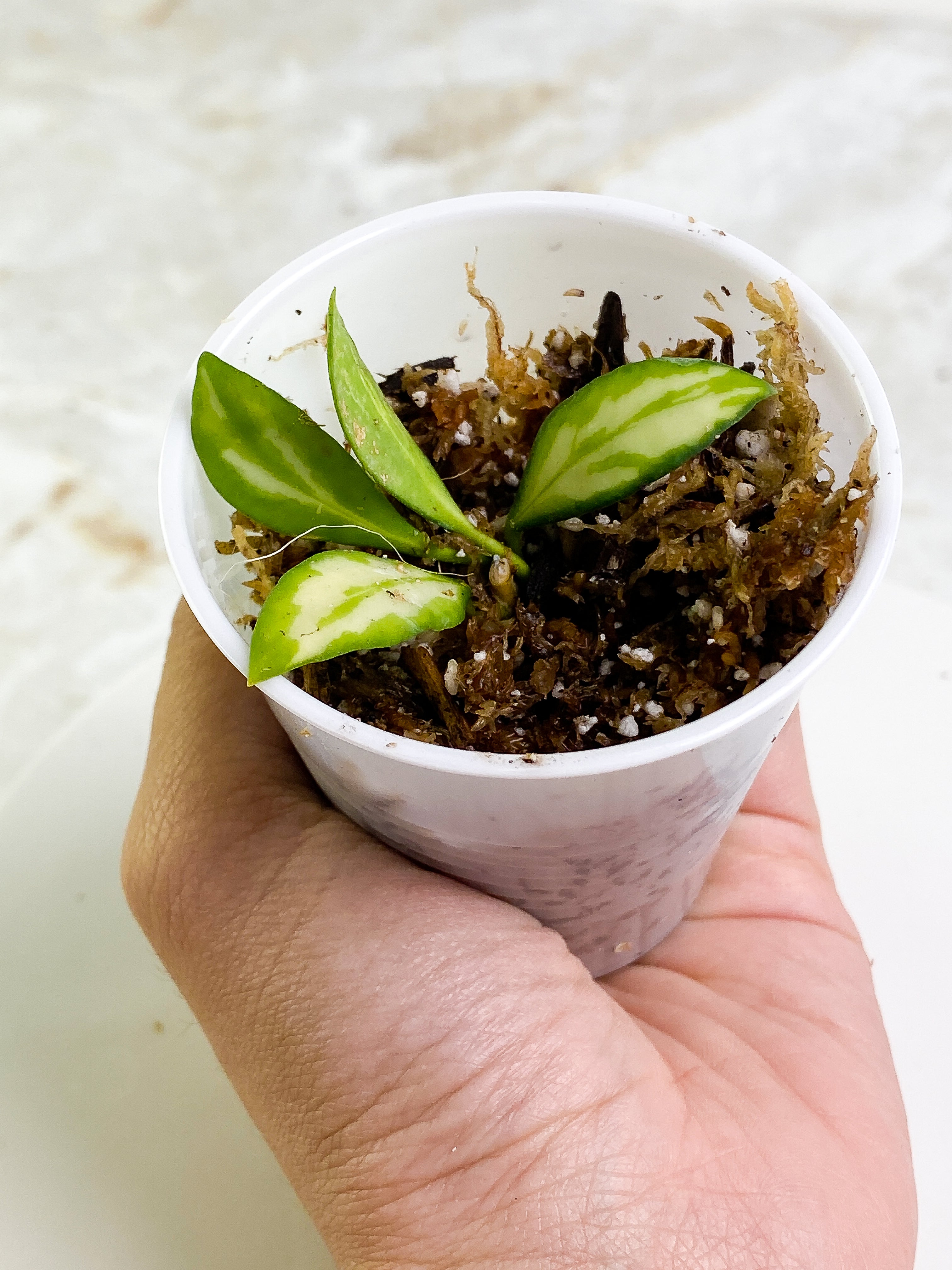 Grower Choice: Hoya Heuschkeliana variegata 4 leaves Rooting