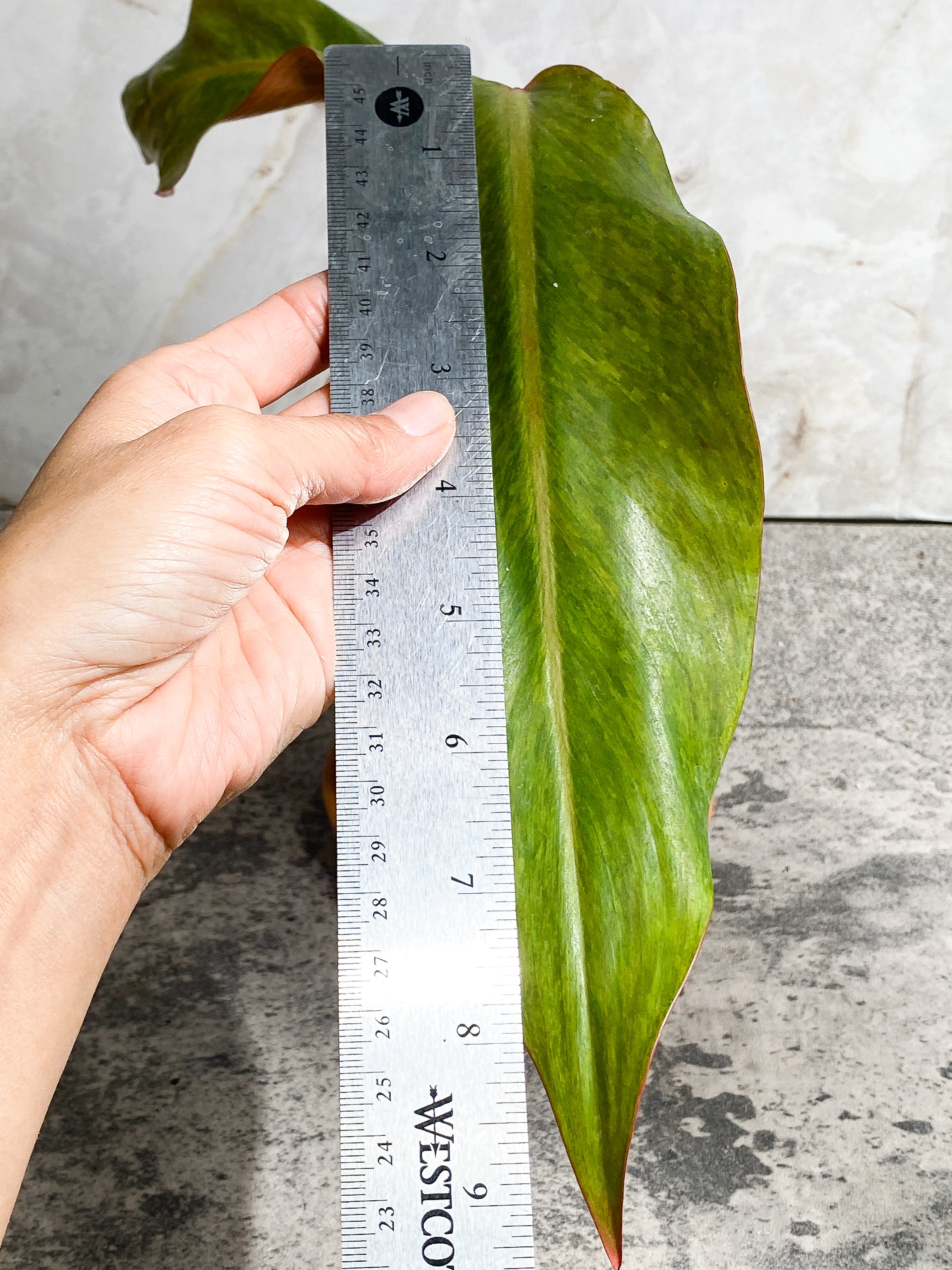 Philodendron Orange Marmalade 2 leaves (9.5" long) Rooted in soil Top Cutting
