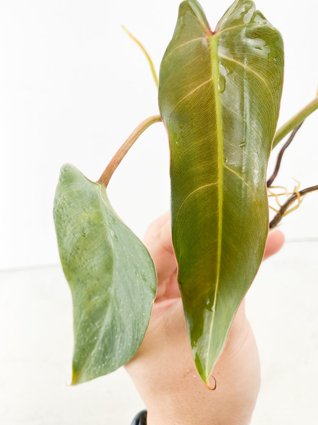 Philodendron Spiritus Sancti 3 leaf
