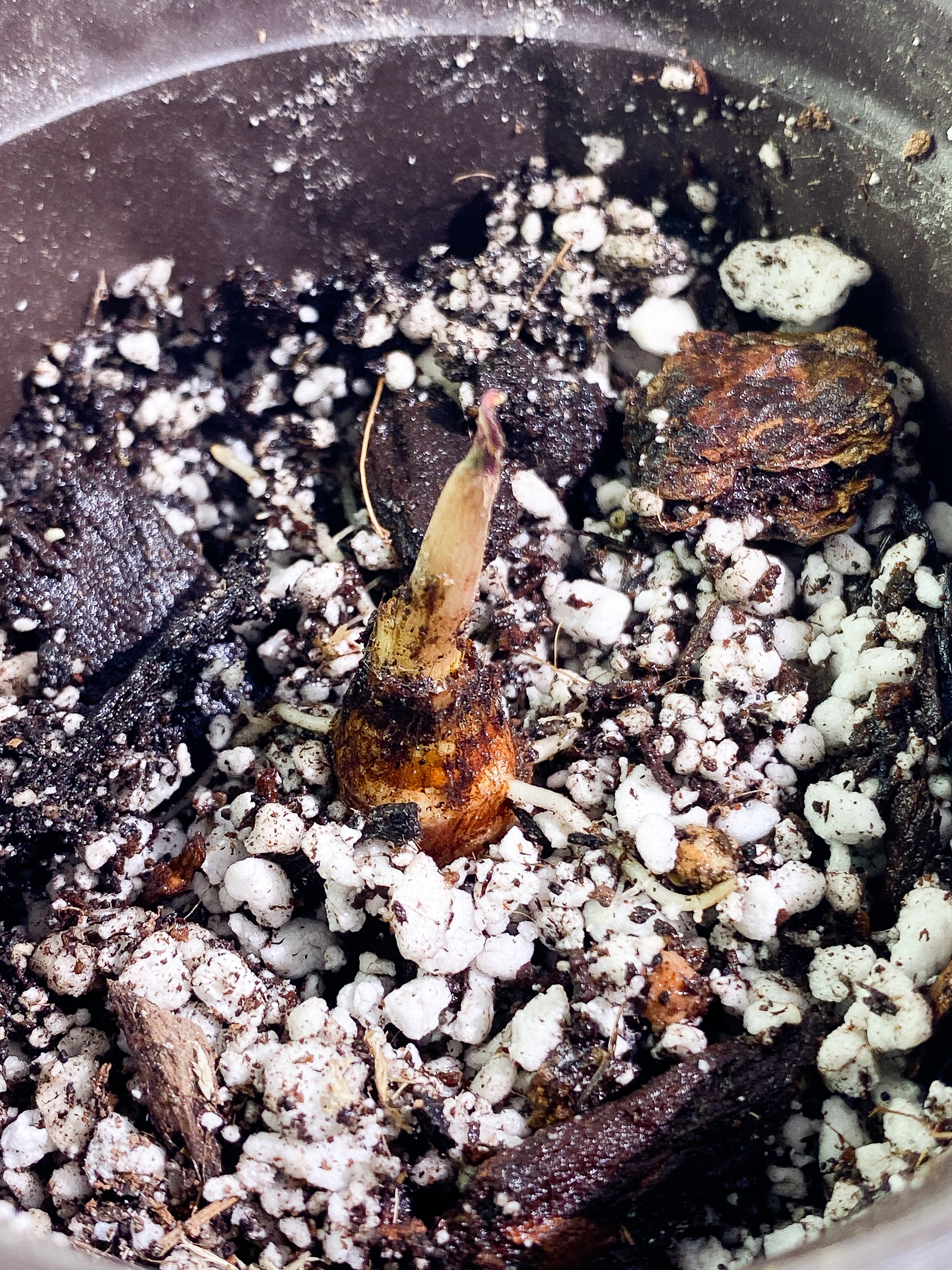 Alocasia Jacklyn sprout slightly rooted