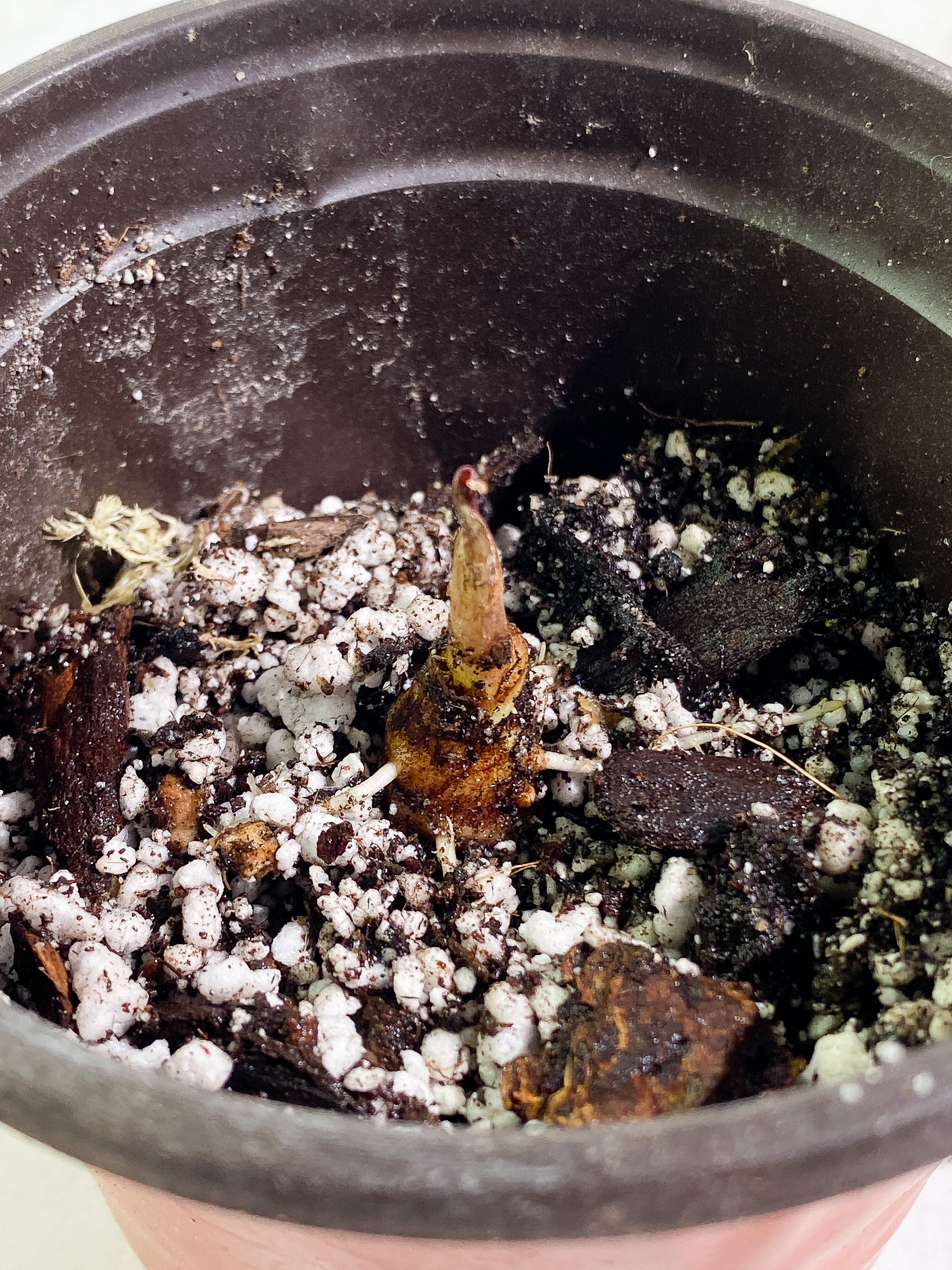 Alocasia Jacklyn sprout slightly rooted