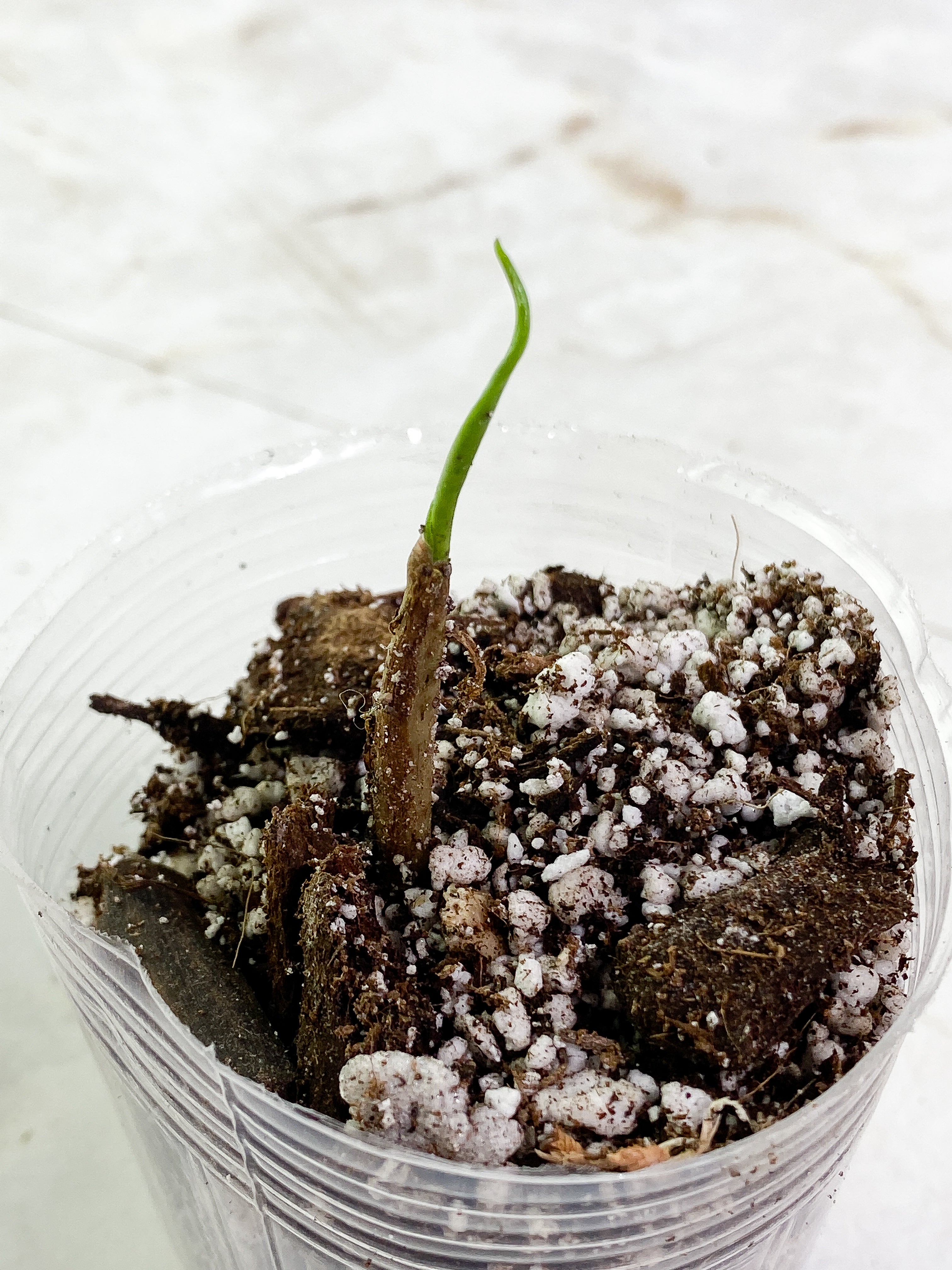 Alocasia Jacklyn sprout rooted