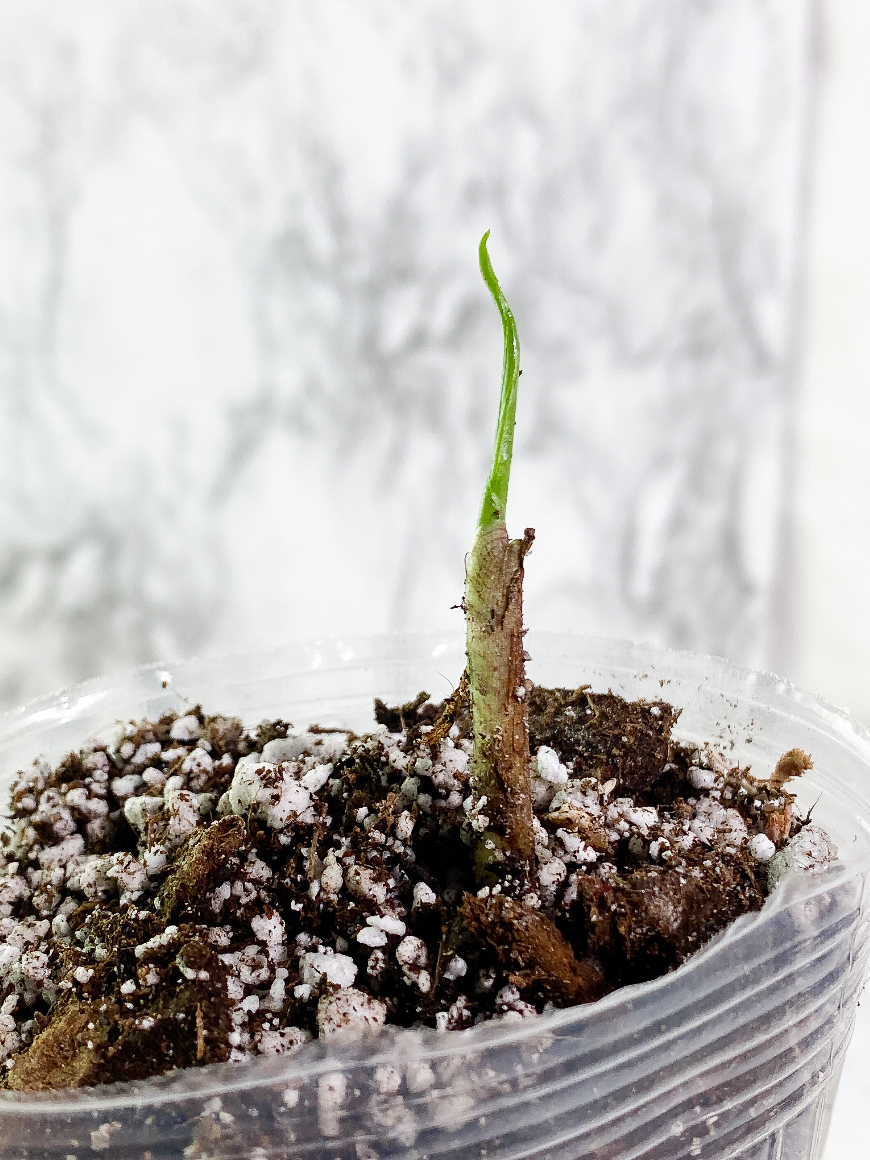 Alocasia Jacklyn sprout rooted