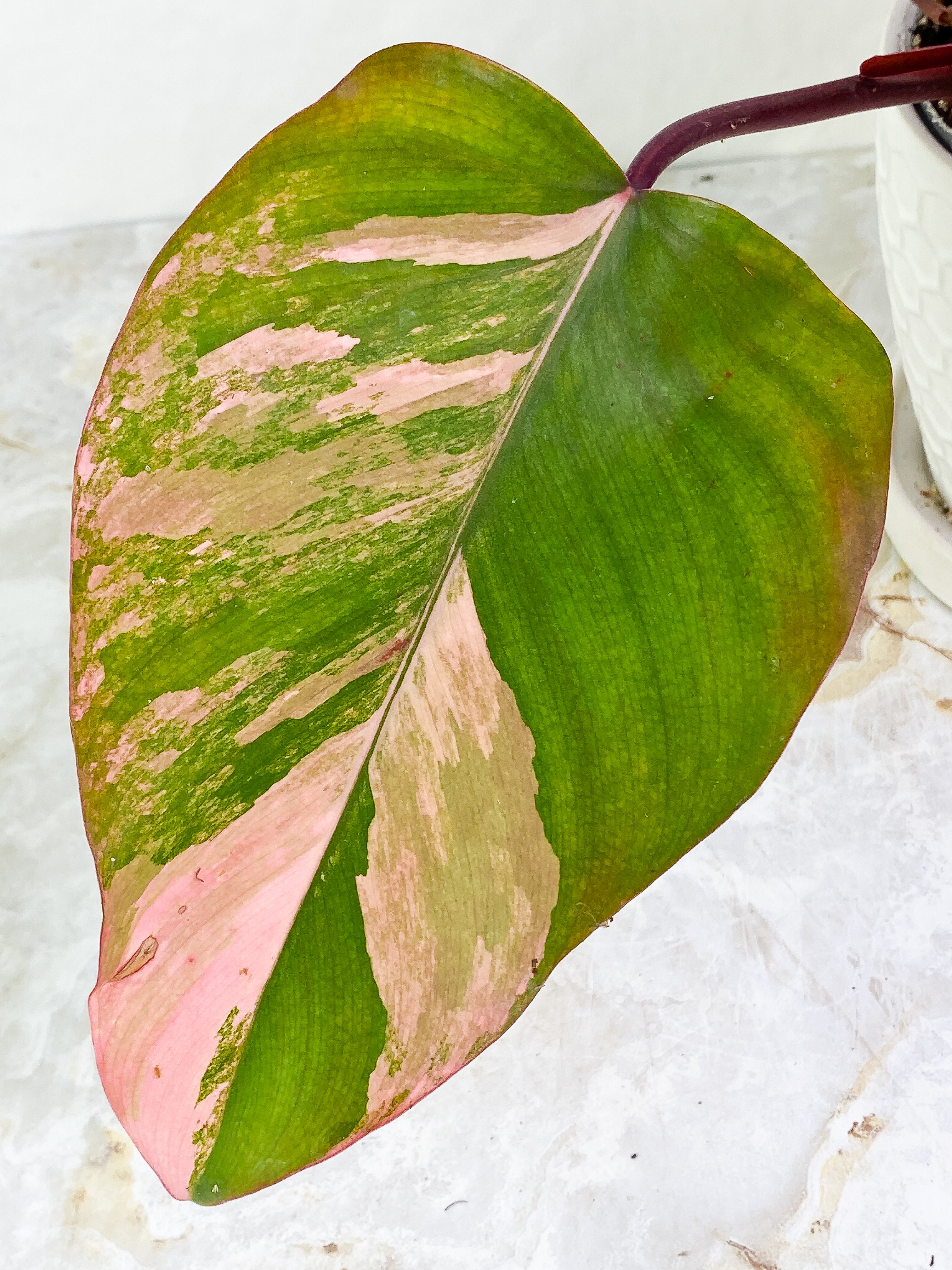 Philodendron Strawberry Shake Rooted node