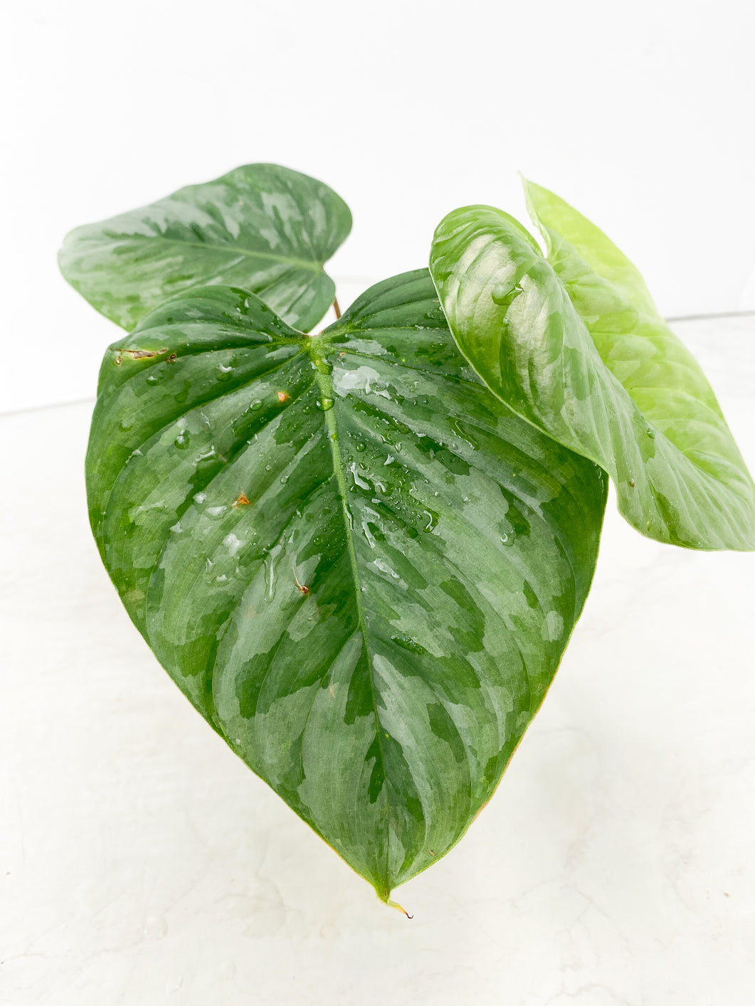 Philodendron Sodiroi true form 3 leaf Top Cutting