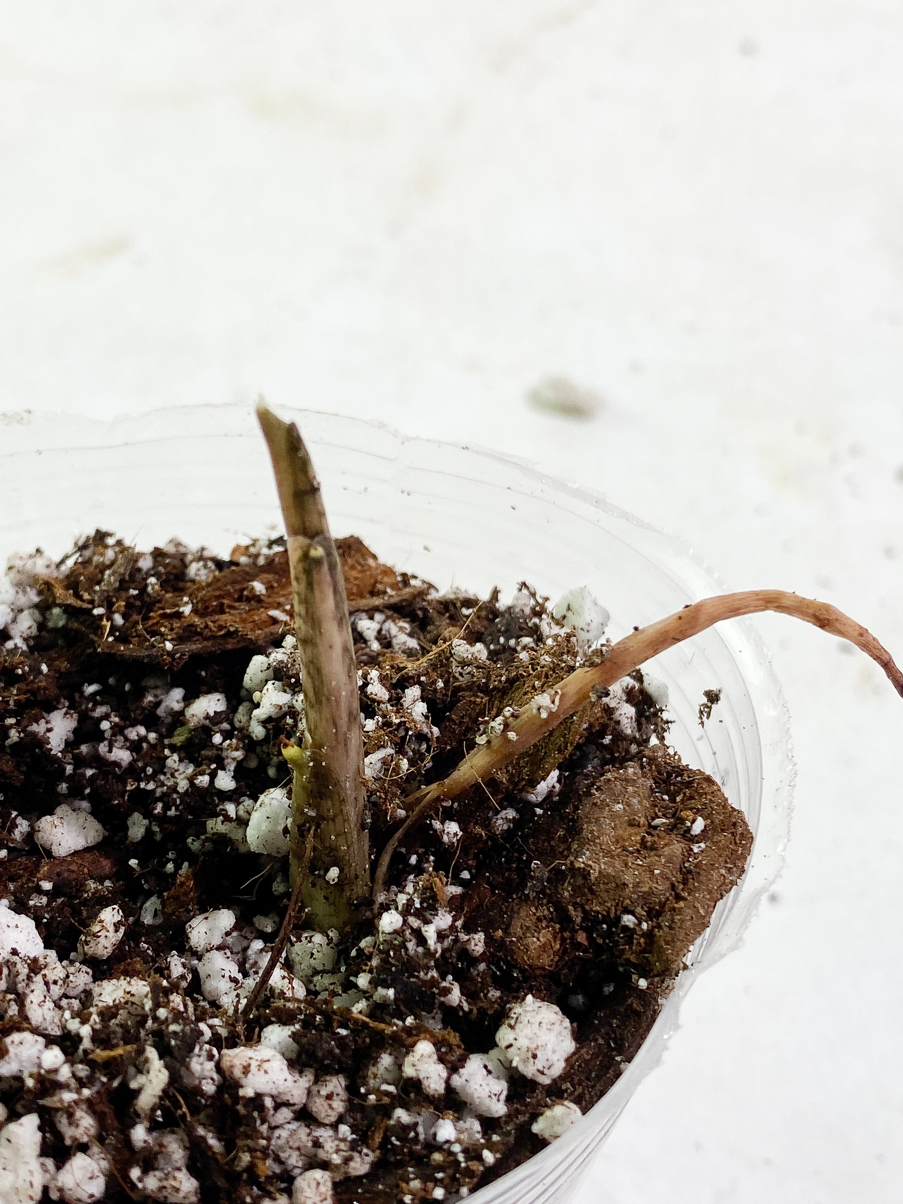 Alocasia Jacklyn sprout rooted