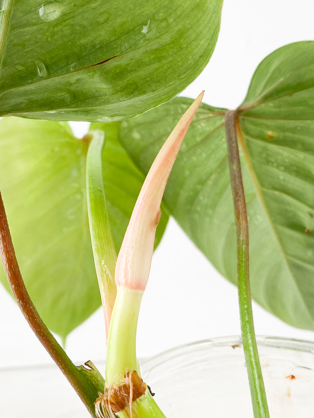 Philodendron Sodiroi true form 3 leaf Top Cutting