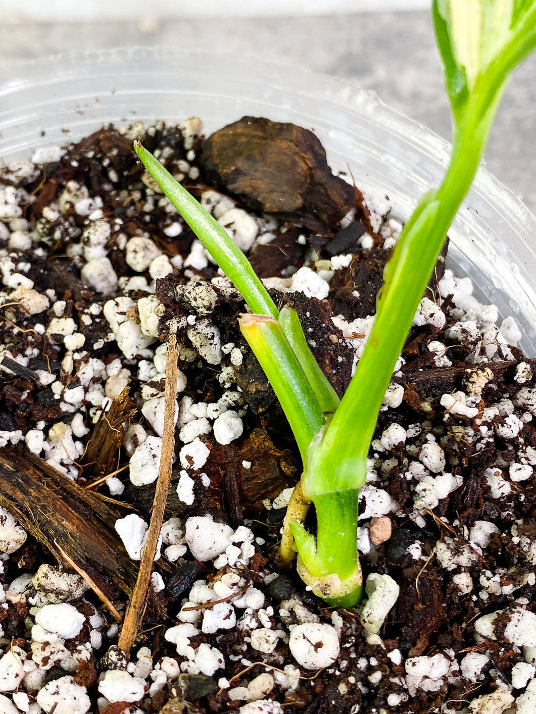 Epipremnum Amplissimum Variegated 1 leaf 1 sprout rooted