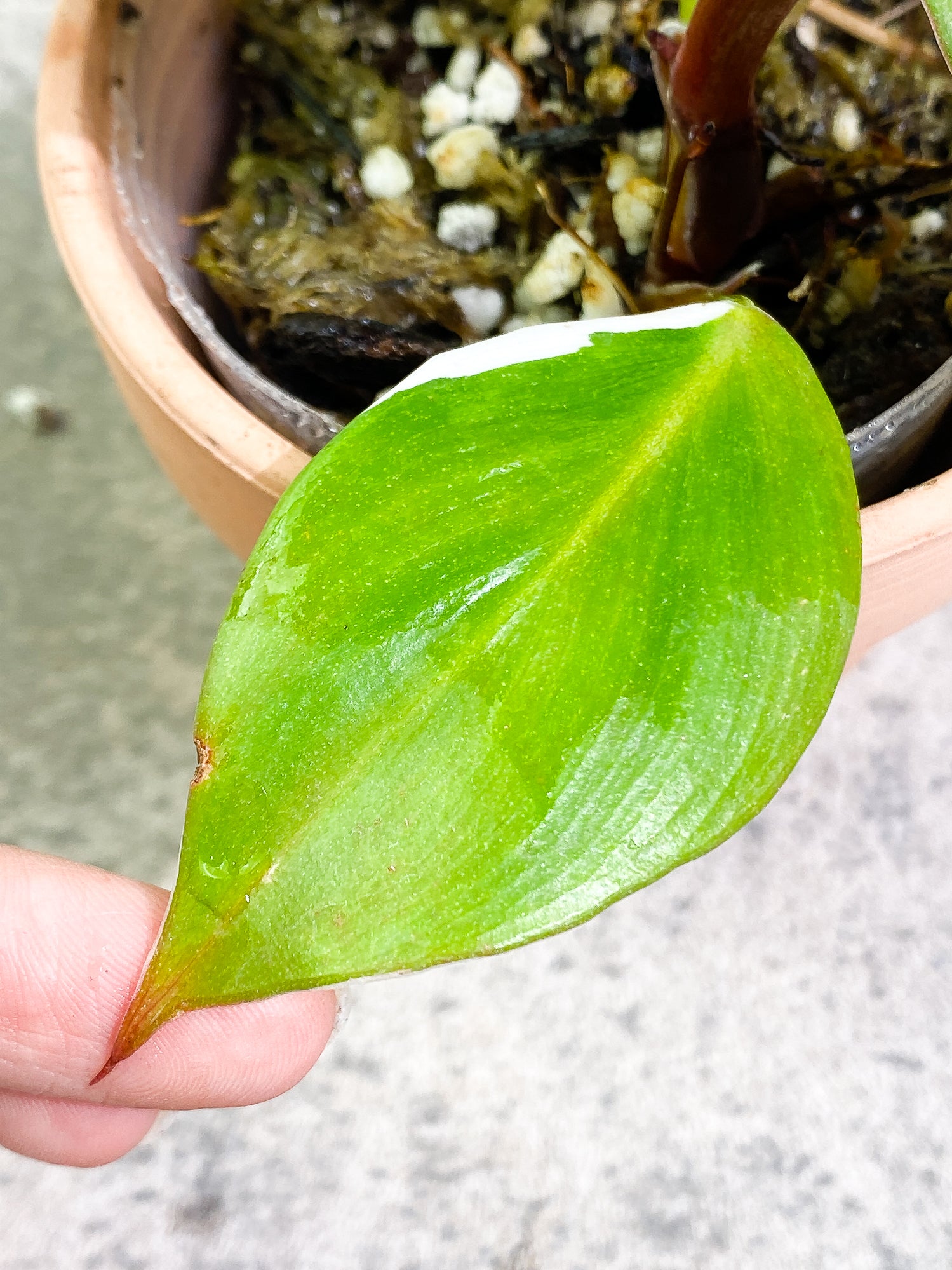 Philodendron White Knight  tricolor Rooted 4 leaves