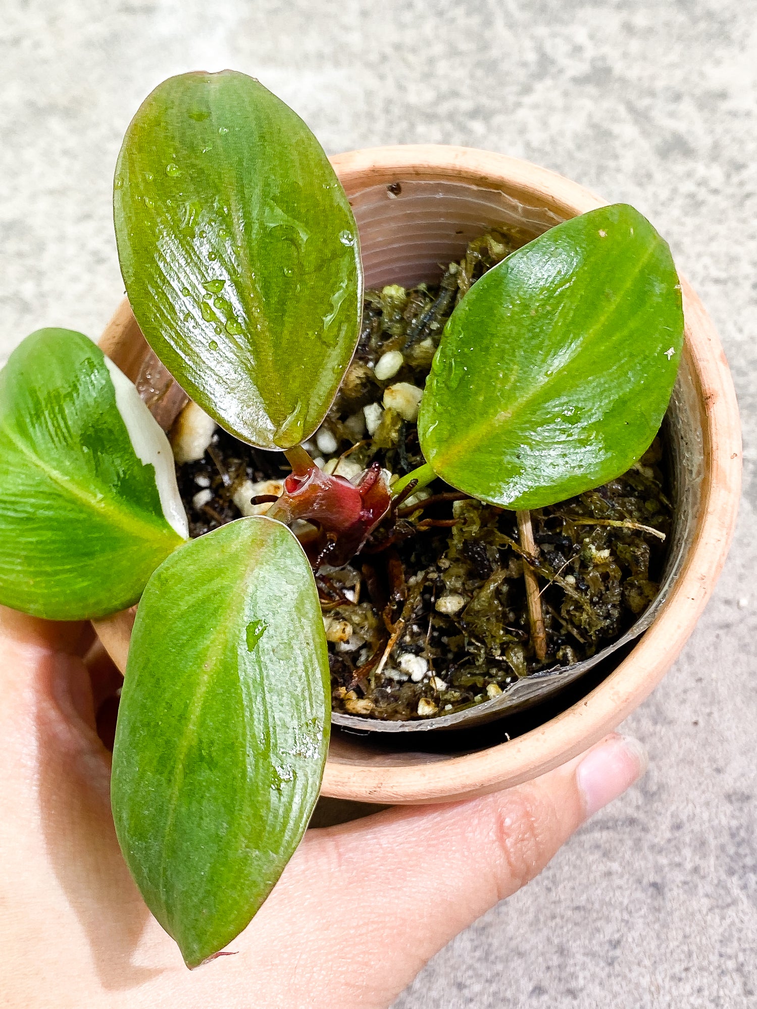 Philodendron White Knight  tricolor Rooted 4 leaves