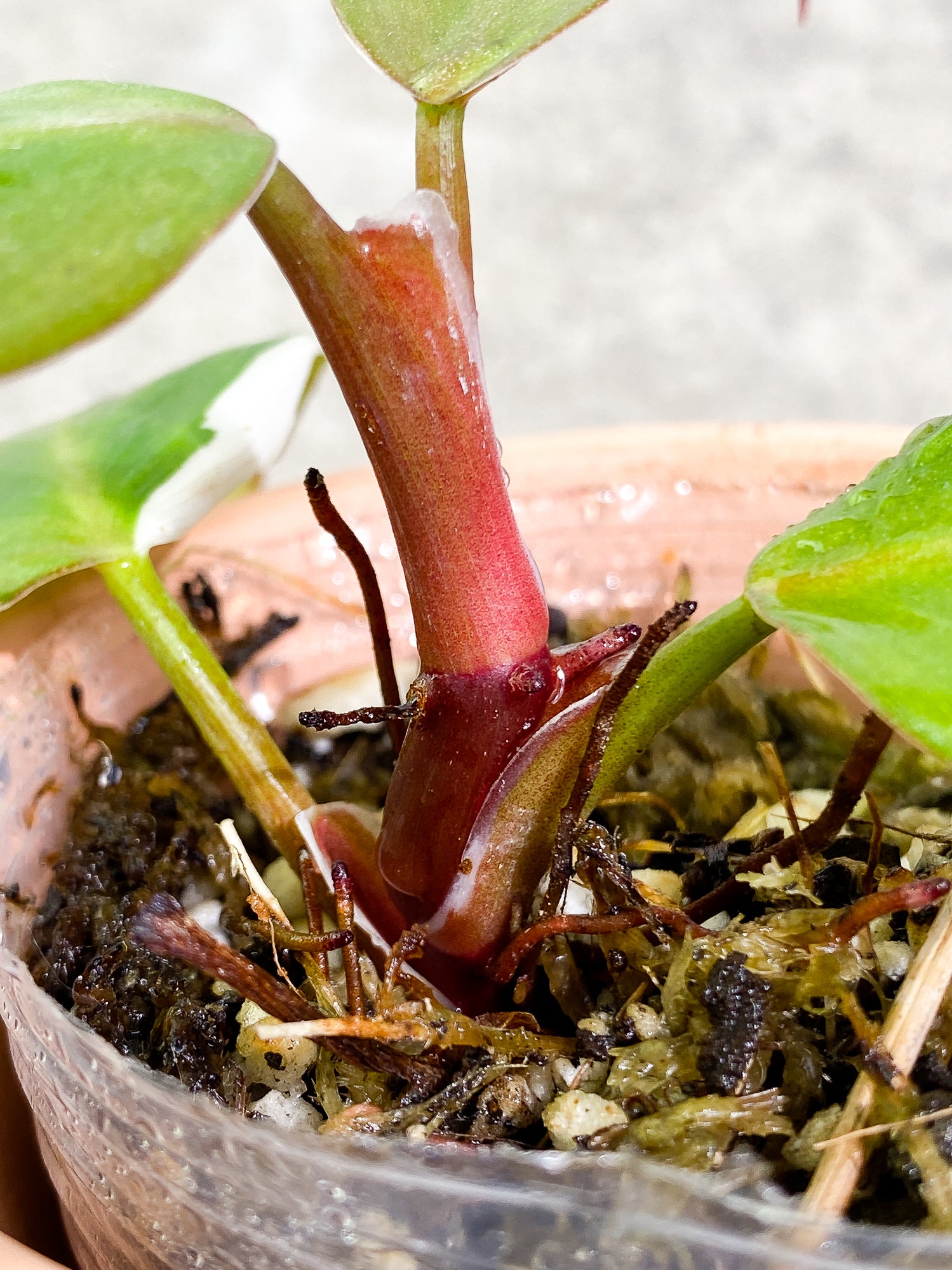 Philodendron White Knight  tricolor Rooted 4 leaves