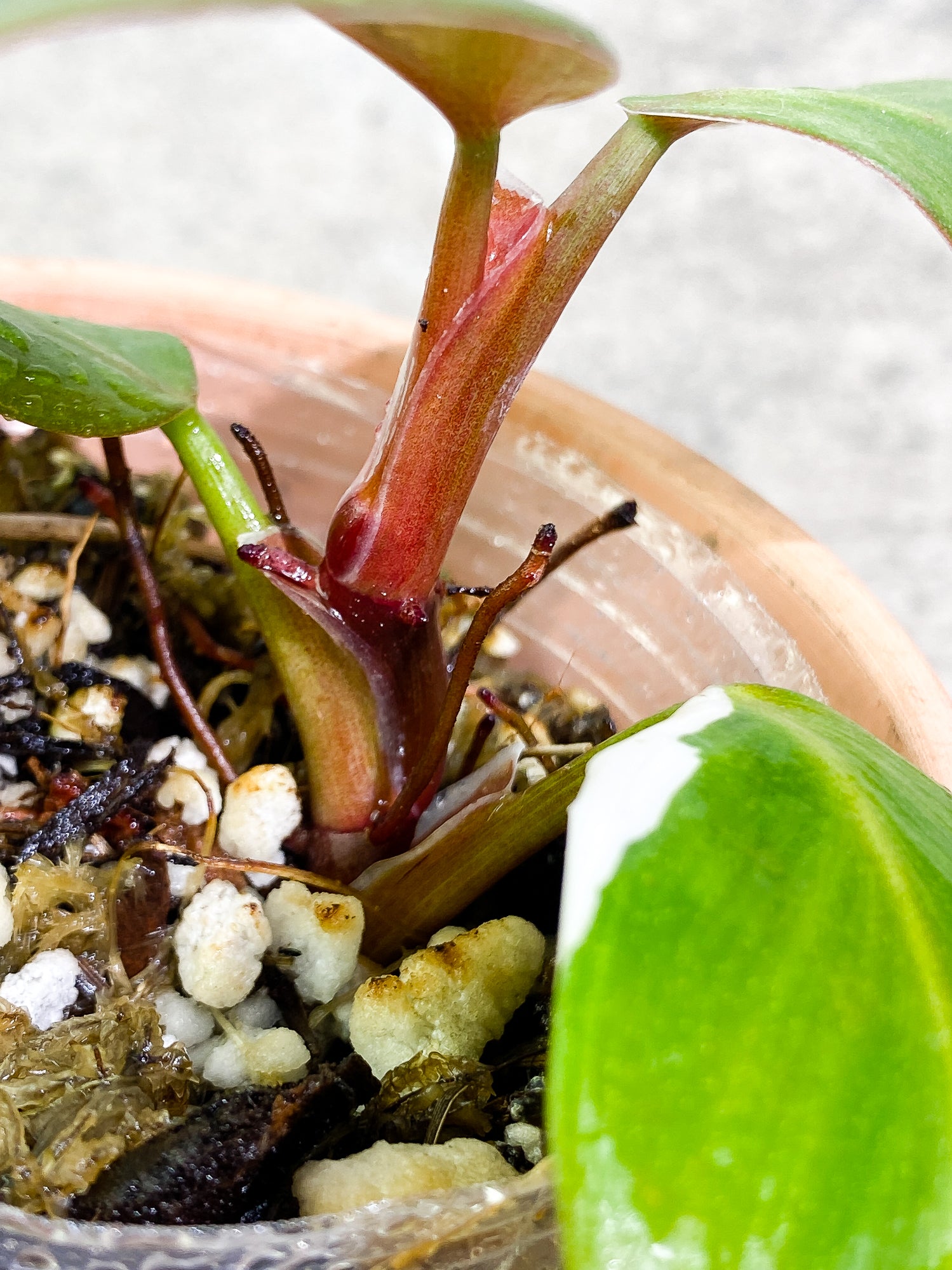 Philodendron White Knight  tricolor Rooted 4 leaves