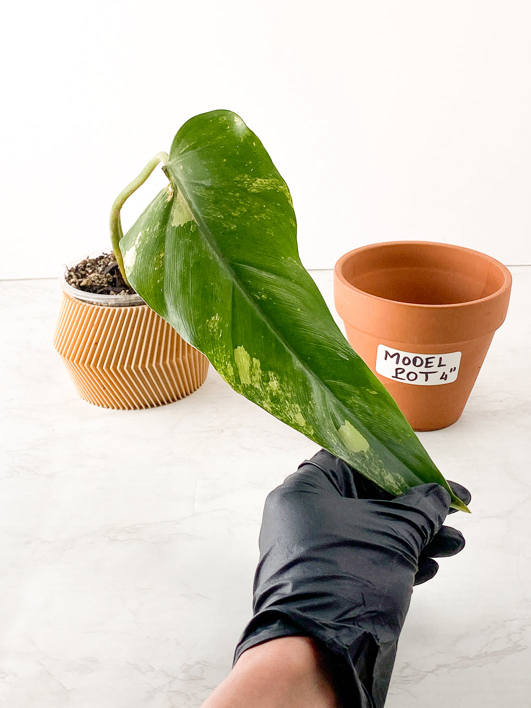 Philodendron Domesticum Variegated 1 leaf slightly rooted in soil