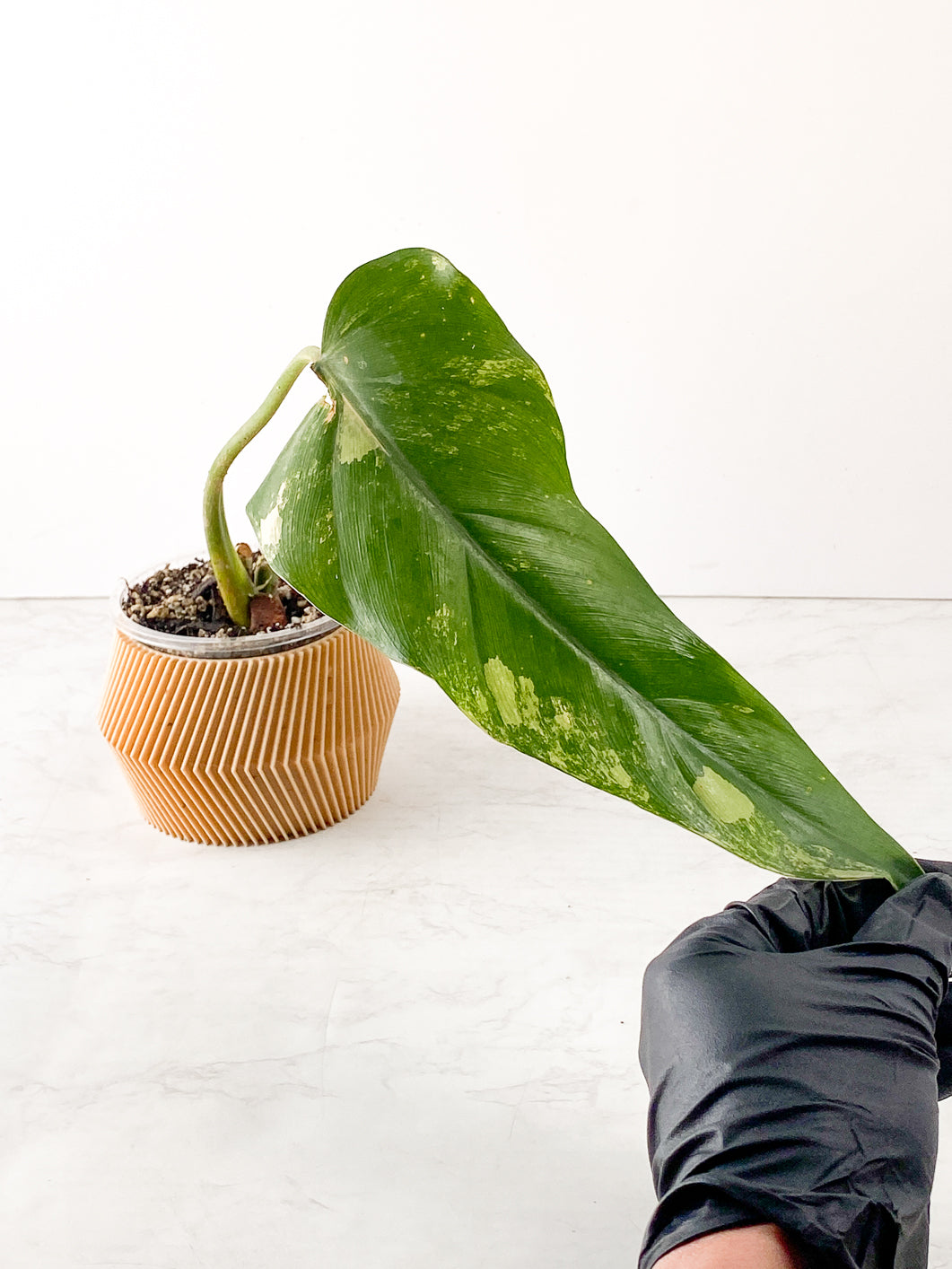 Philodendron Domesticum Variegated 1 leaf slightly rooted in soil