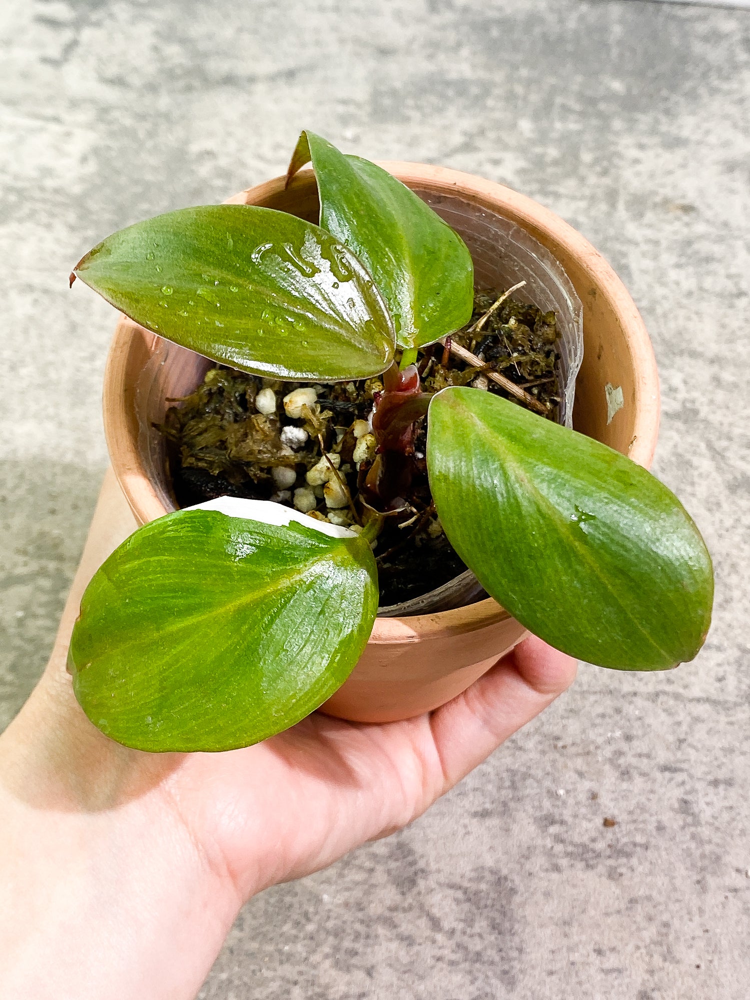 Philodendron White Knight  tricolor Rooted 4 leaves