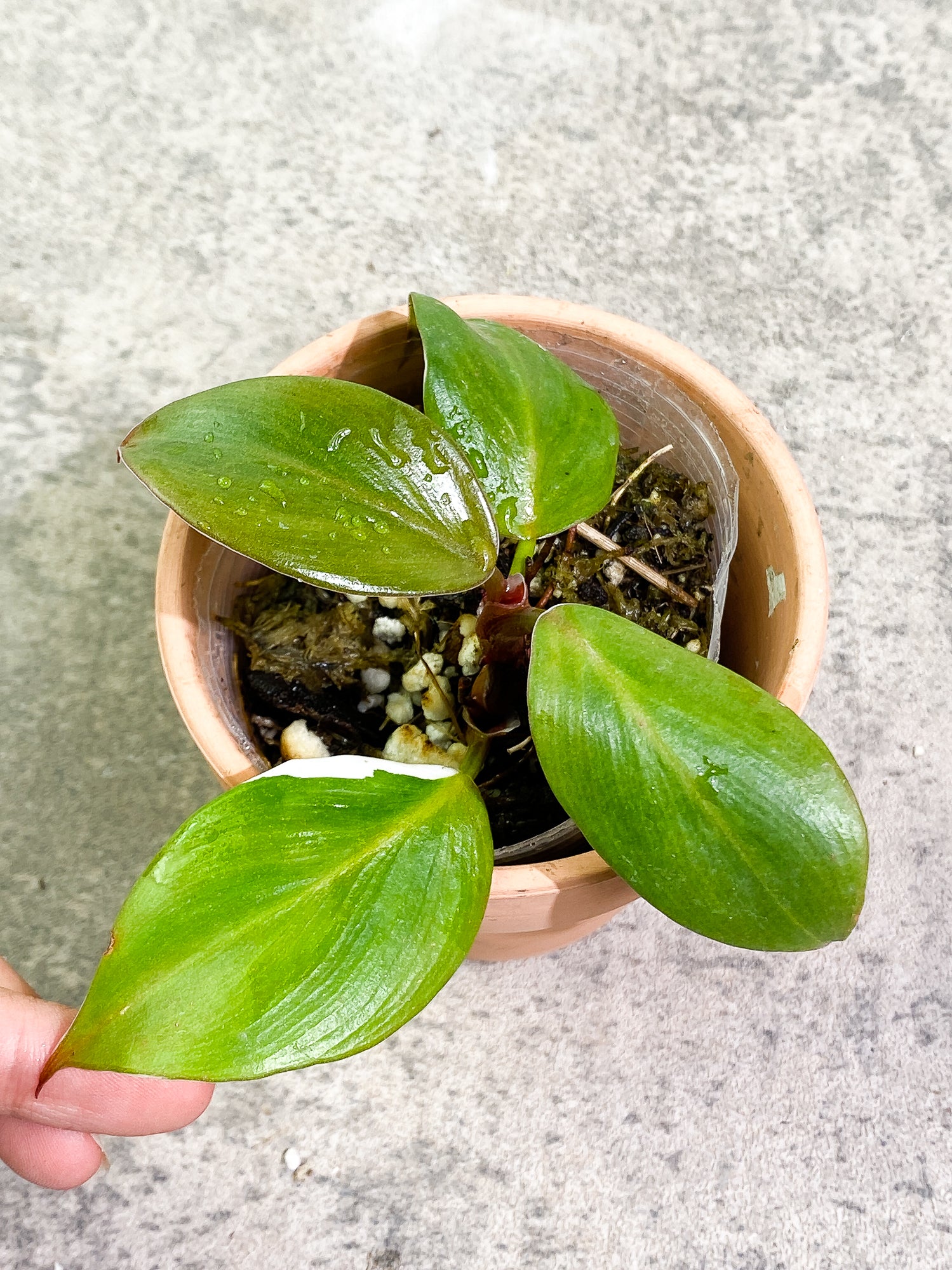 Philodendron White Knight  tricolor Rooted 4 leaves