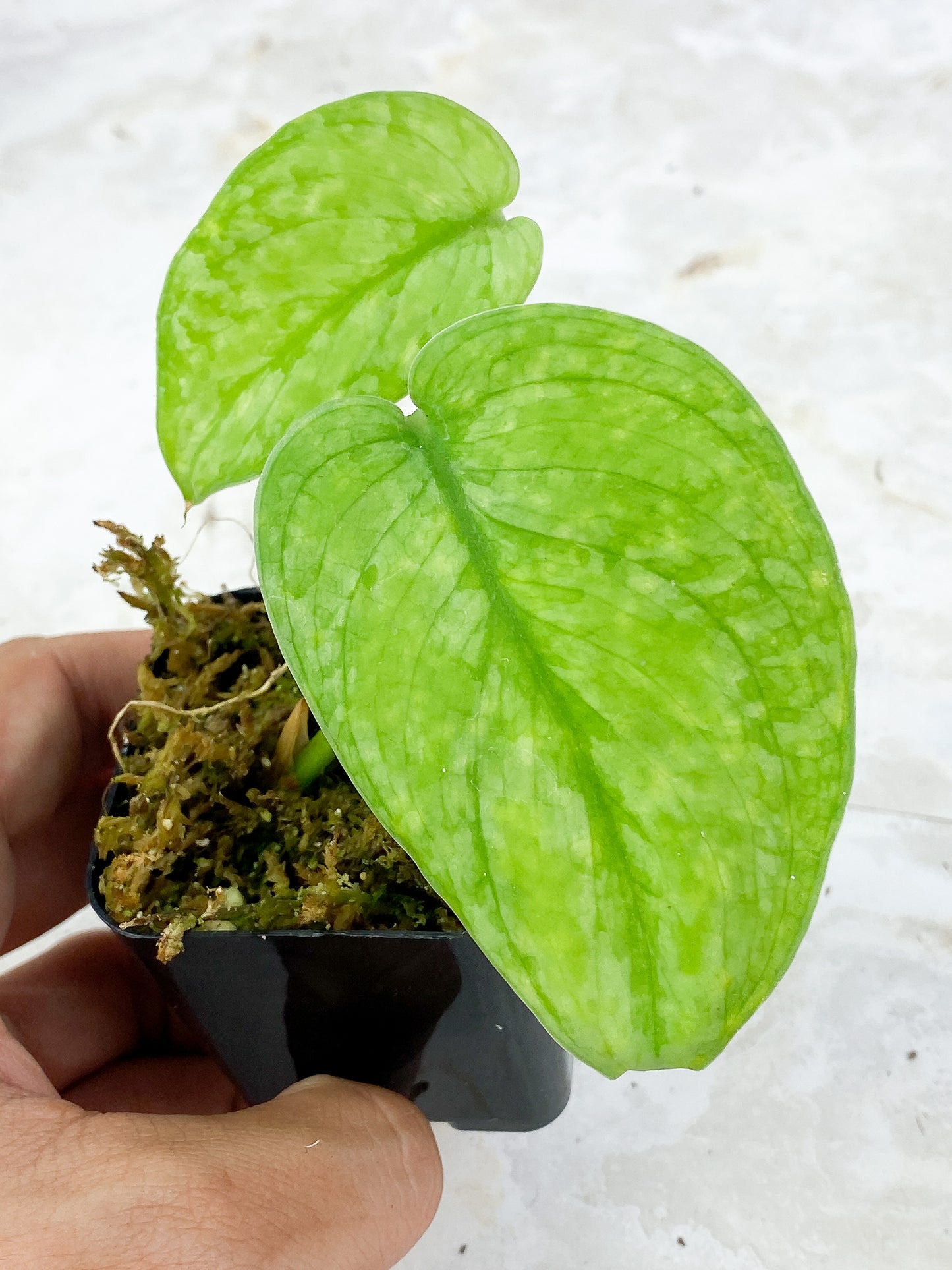 Scindapsus Silver Cloud Rooted 2 leaves