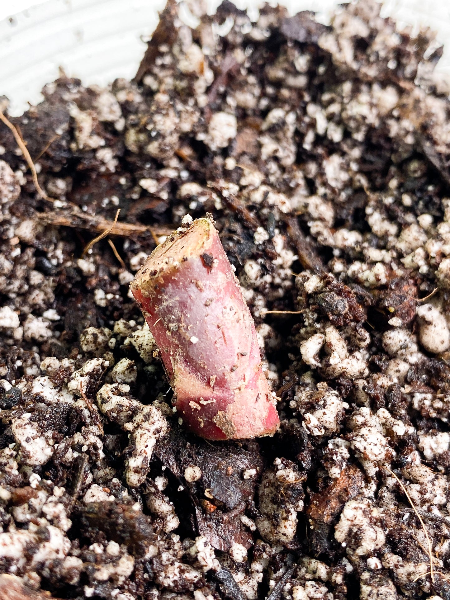 Philodendron Strawberry Shake Rooted node