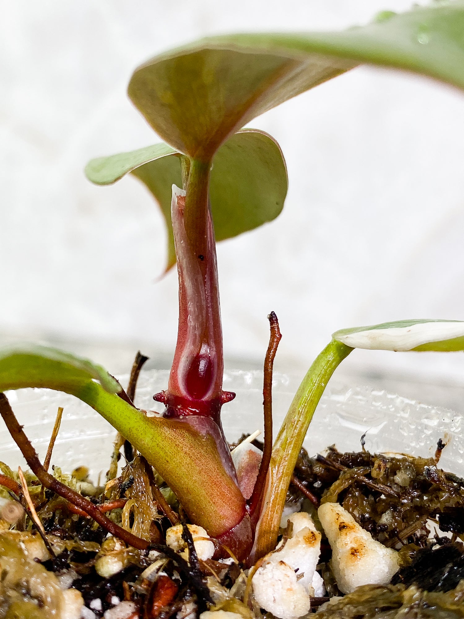 Philodendron White Knight  tricolor Rooted 4 leaves