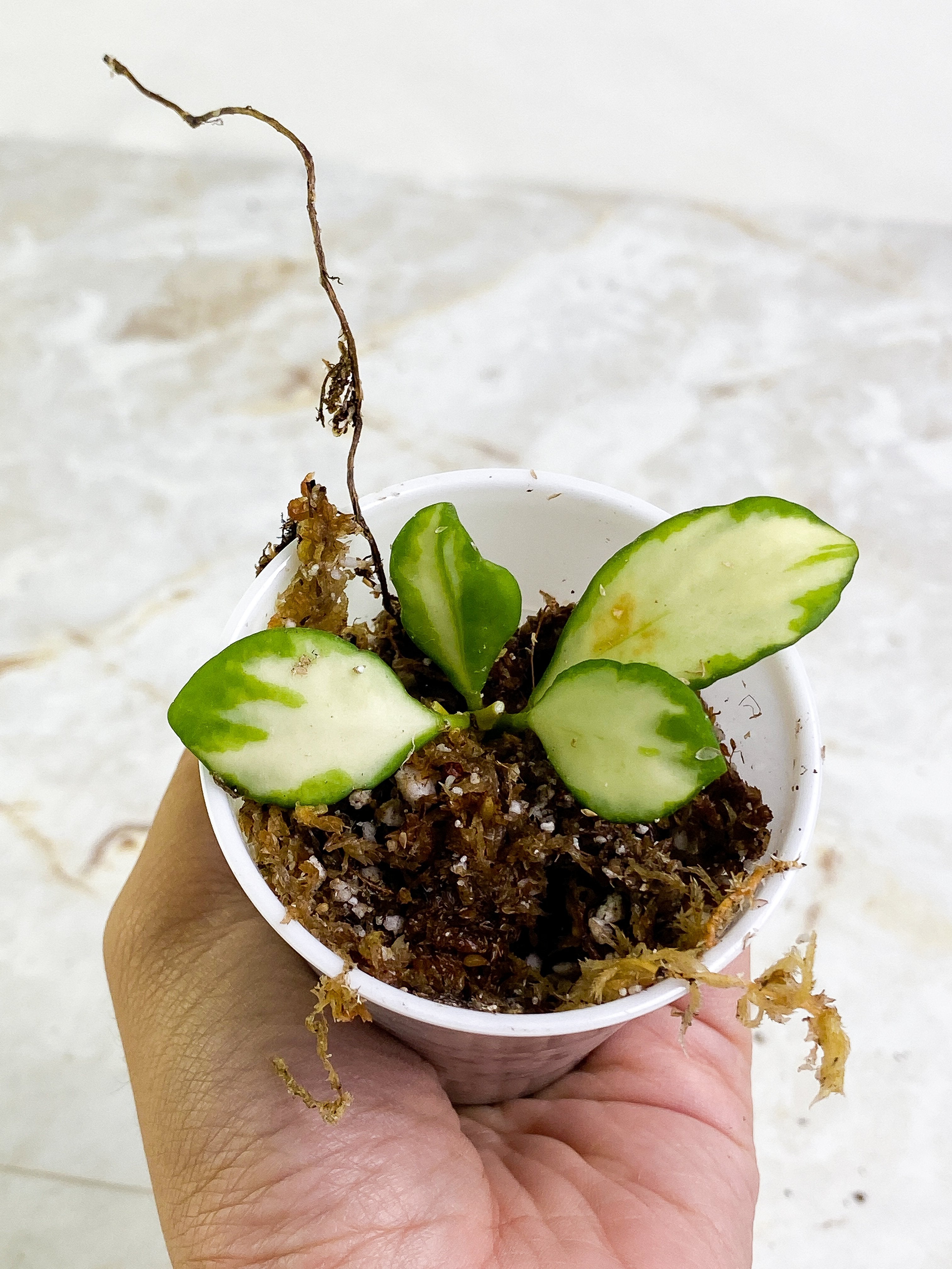 Rare Hoya store Heuschkeliana Variegata