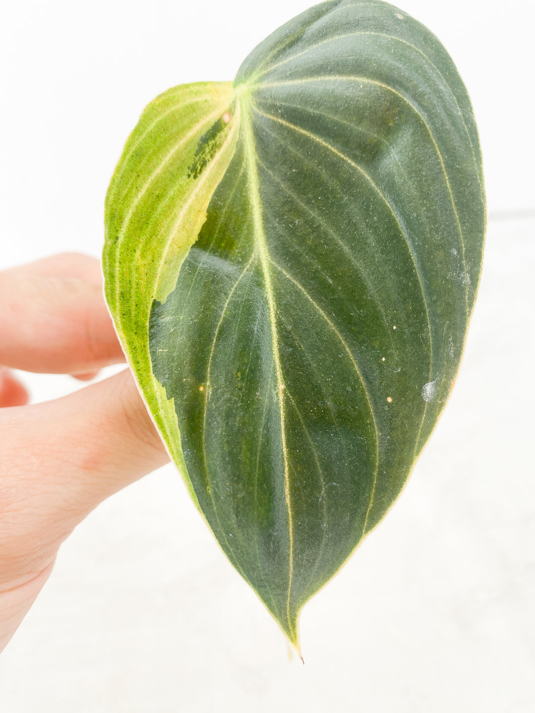 Philodendron Melanochrysum variegated 1 leaf