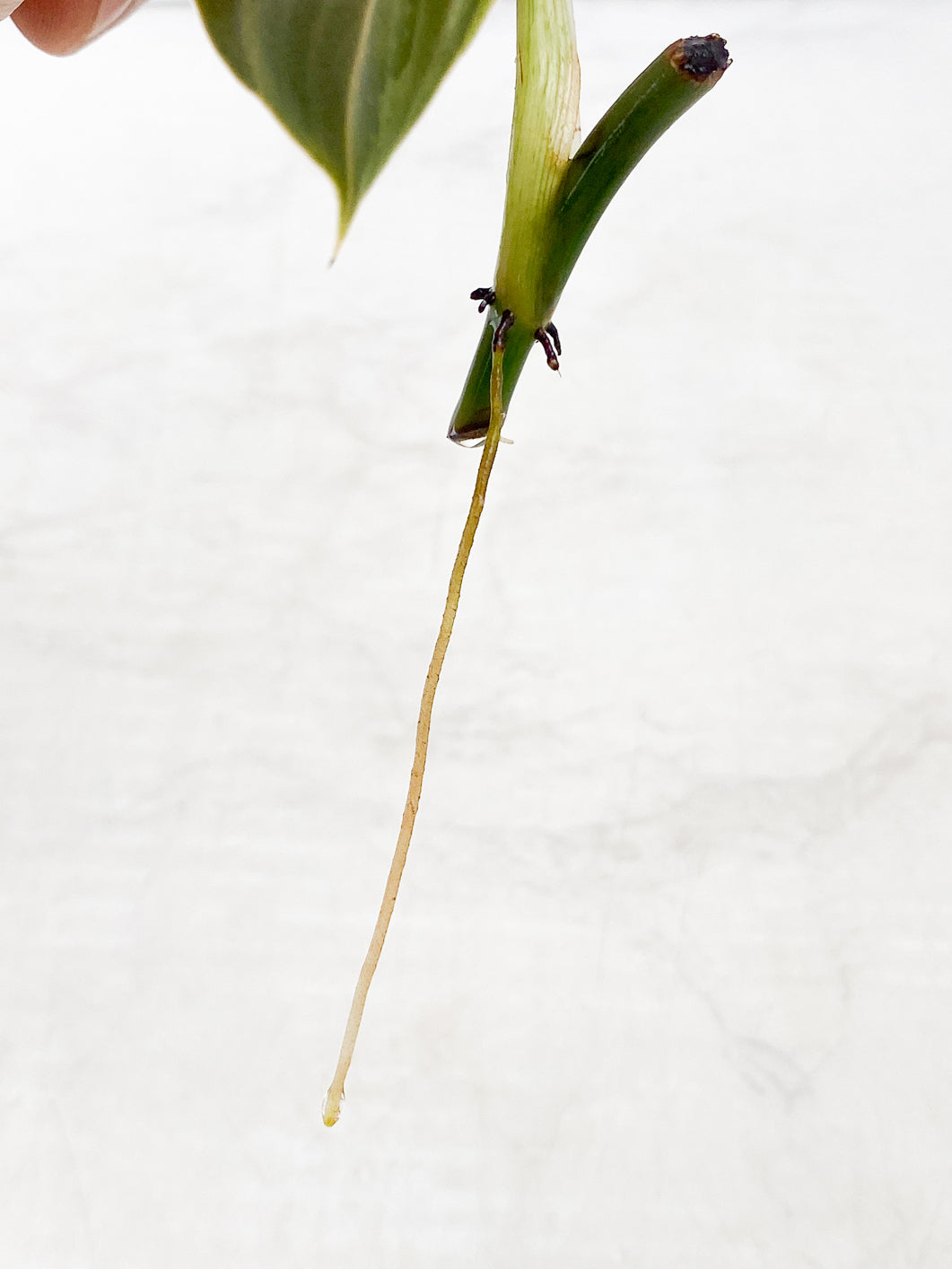 Philodendron Melanochrysum variegated 1 leaf