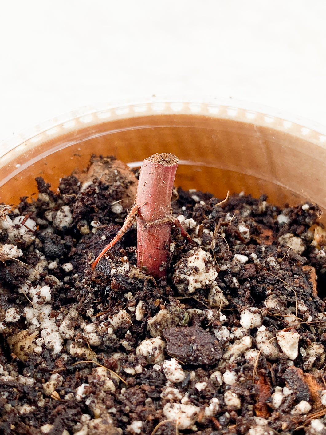 Philodendron red Anderson node 1 sprout Rooted