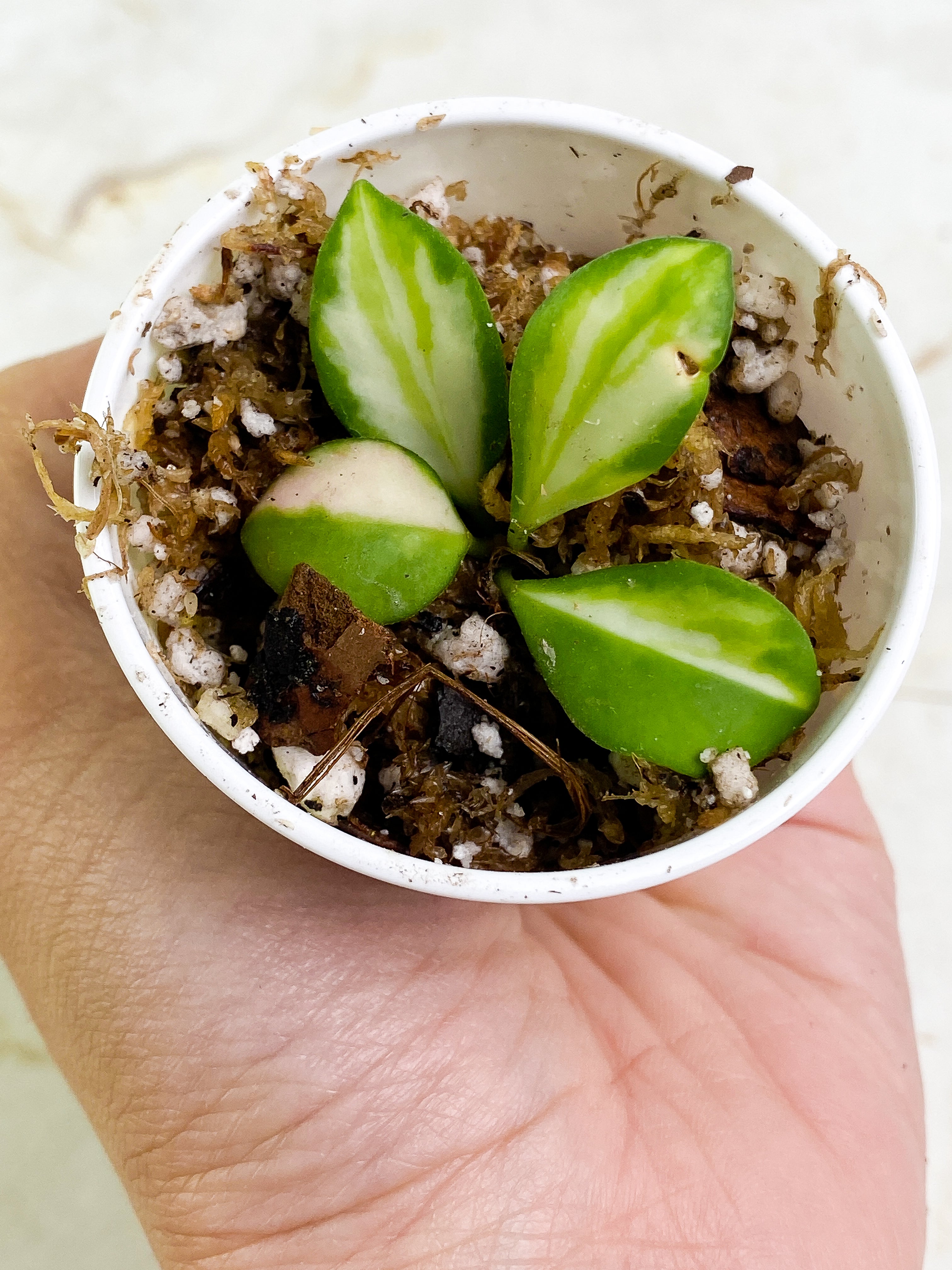 Grower Choice: Hoya Heuschkeliana variegata 4 leaves Rooting