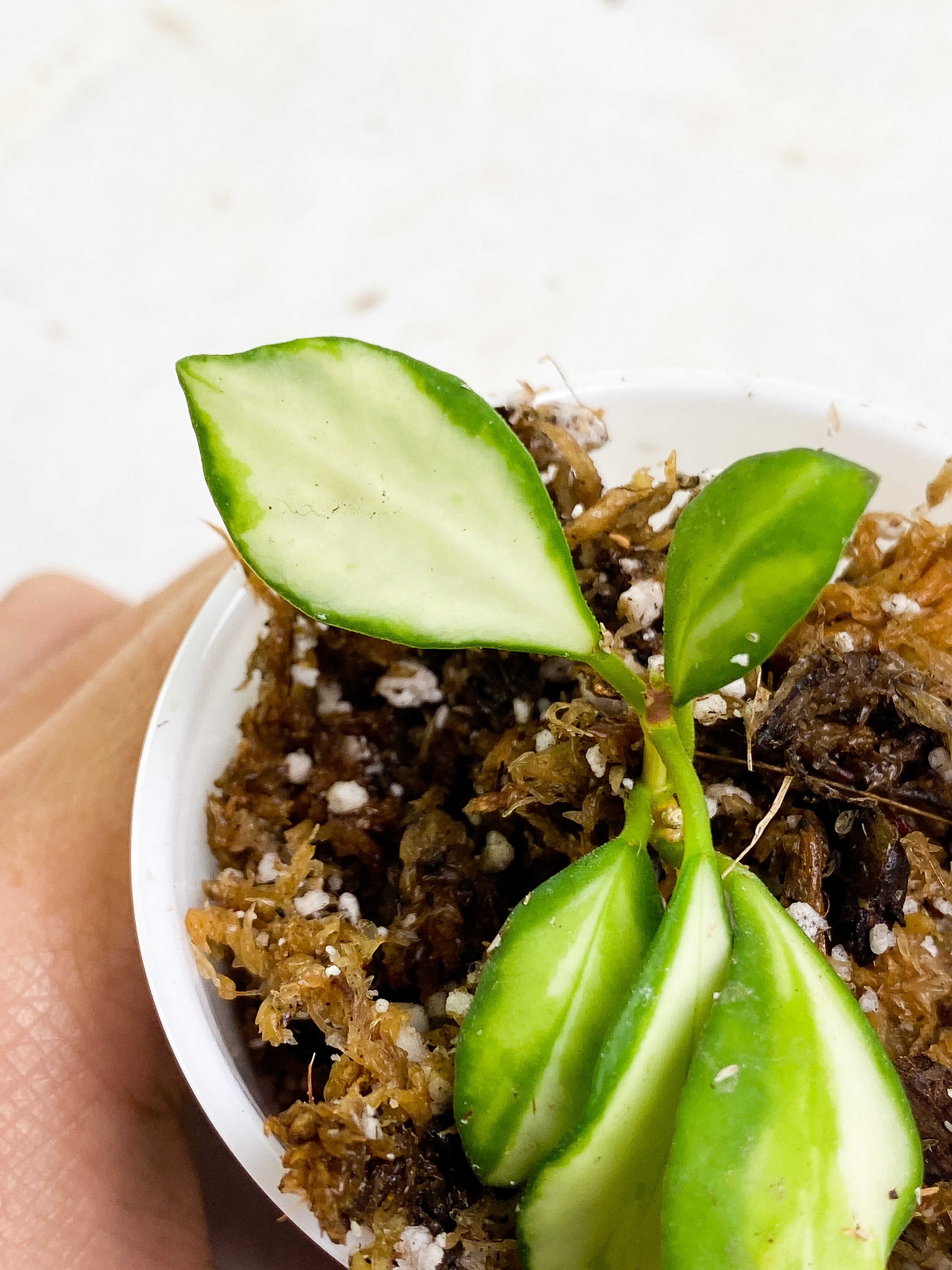 Hoya Heuschkeliana variegata 5 leaves Rooting